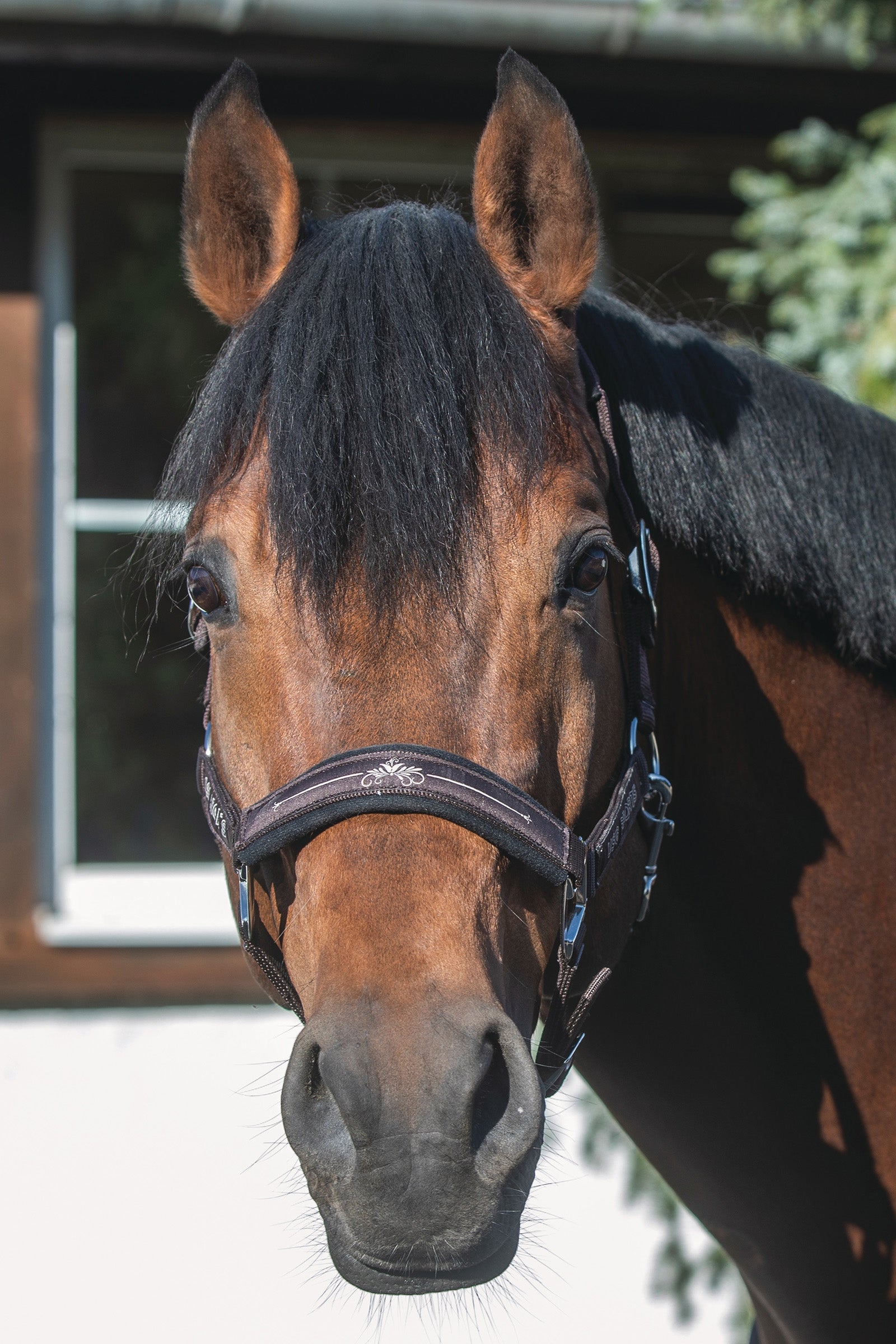 USG Rosi Halfter Halfter & Stricke