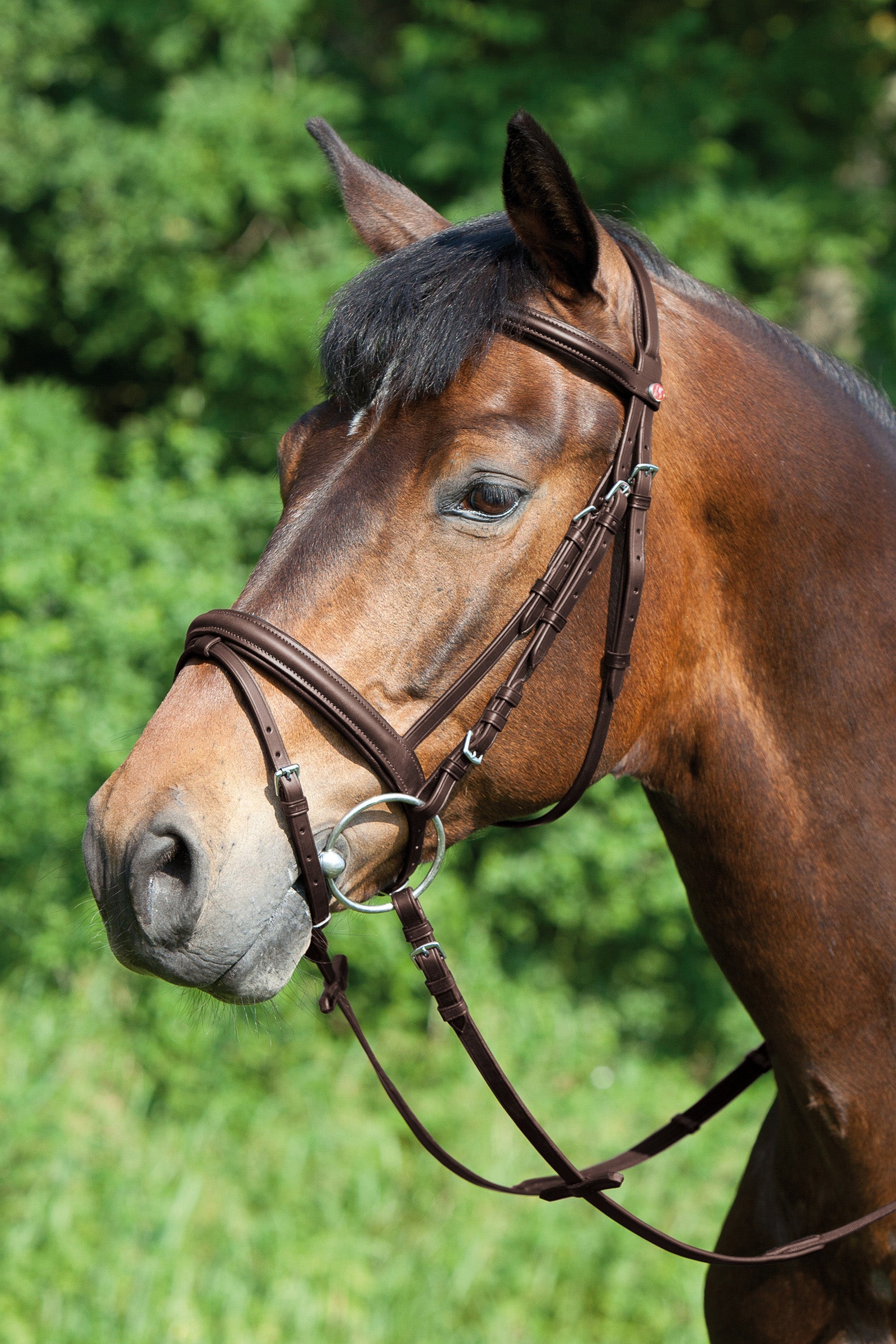 Kieffer Ergonomic Line Bridle Bridles & Reins