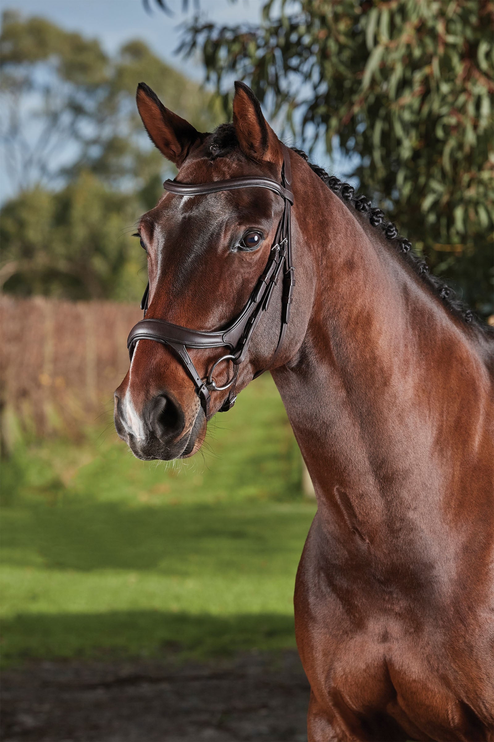 Collegiate Comfitec Vogue Anatomical Bridle Bridles & Reins