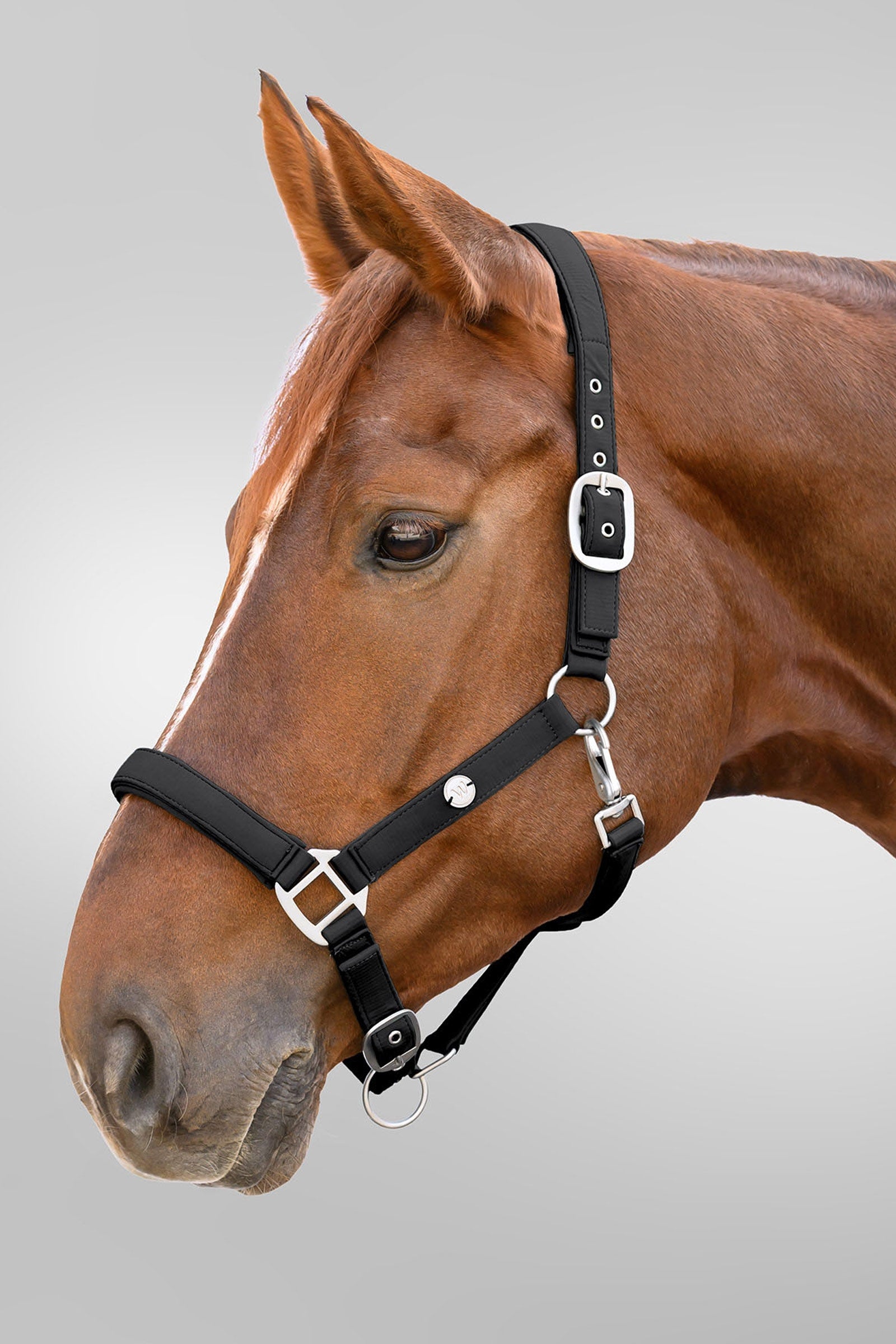 Waldhausen Trinidad Halter Halters & Leads