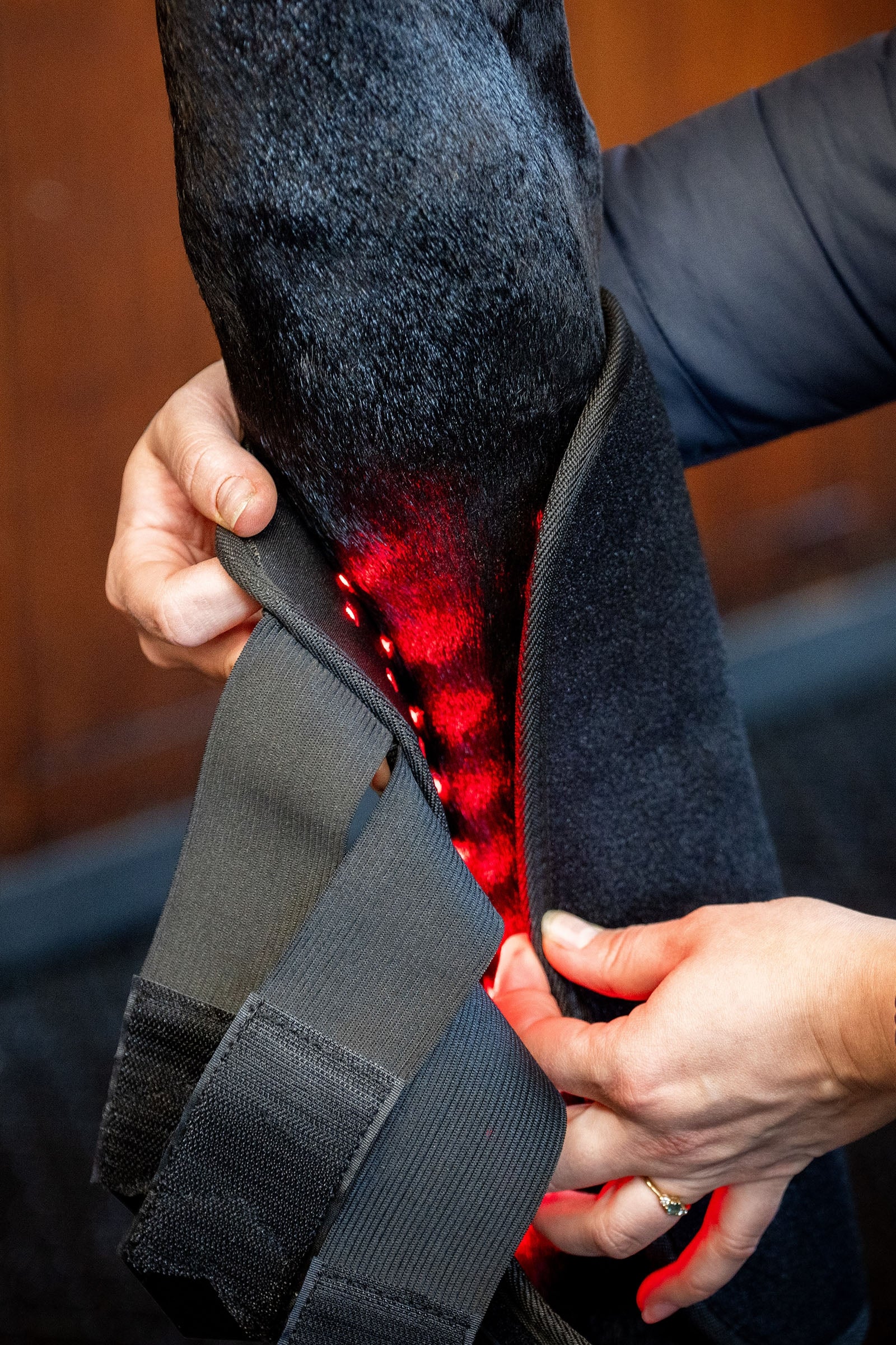 Horseware LED Red Light Therapy Leg Wrap (1 pc.) Leg Protection & Hoof Protection for Horses