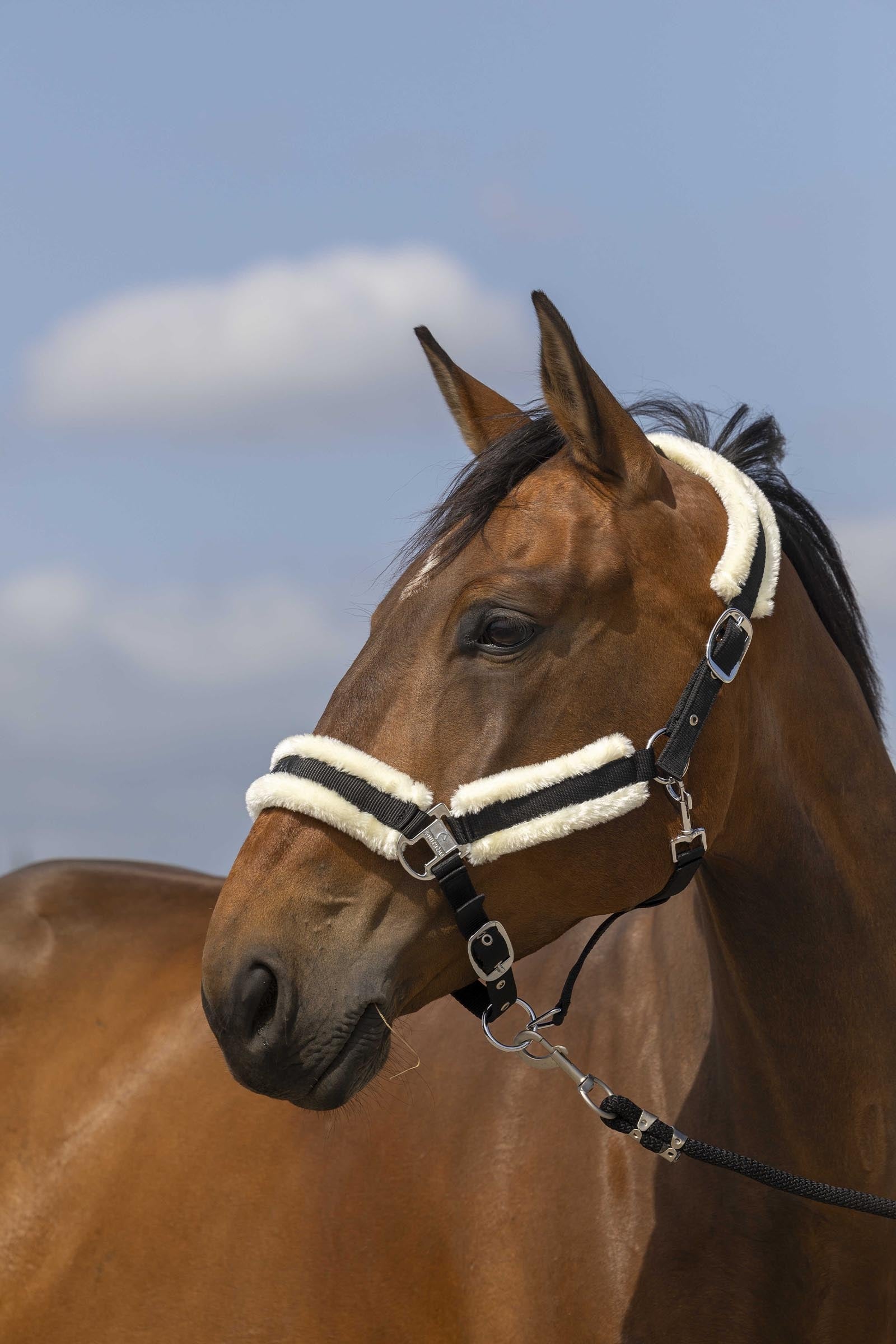 Equi Theme EQUITHÈME Nylon Mouton Halter Halters & Leads