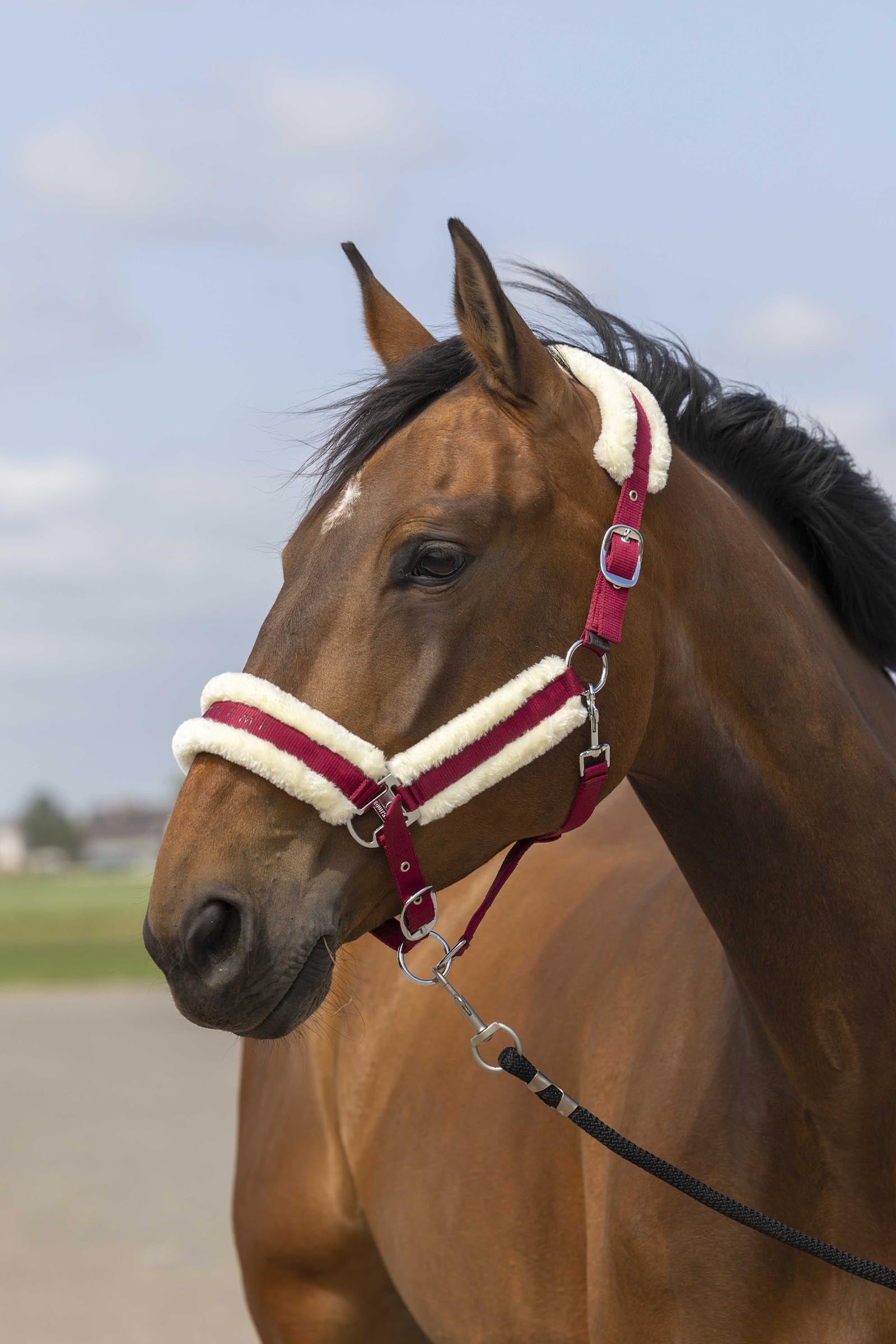 EQUITHÈME Nylon Mouton Halfter Halfter & Stricke