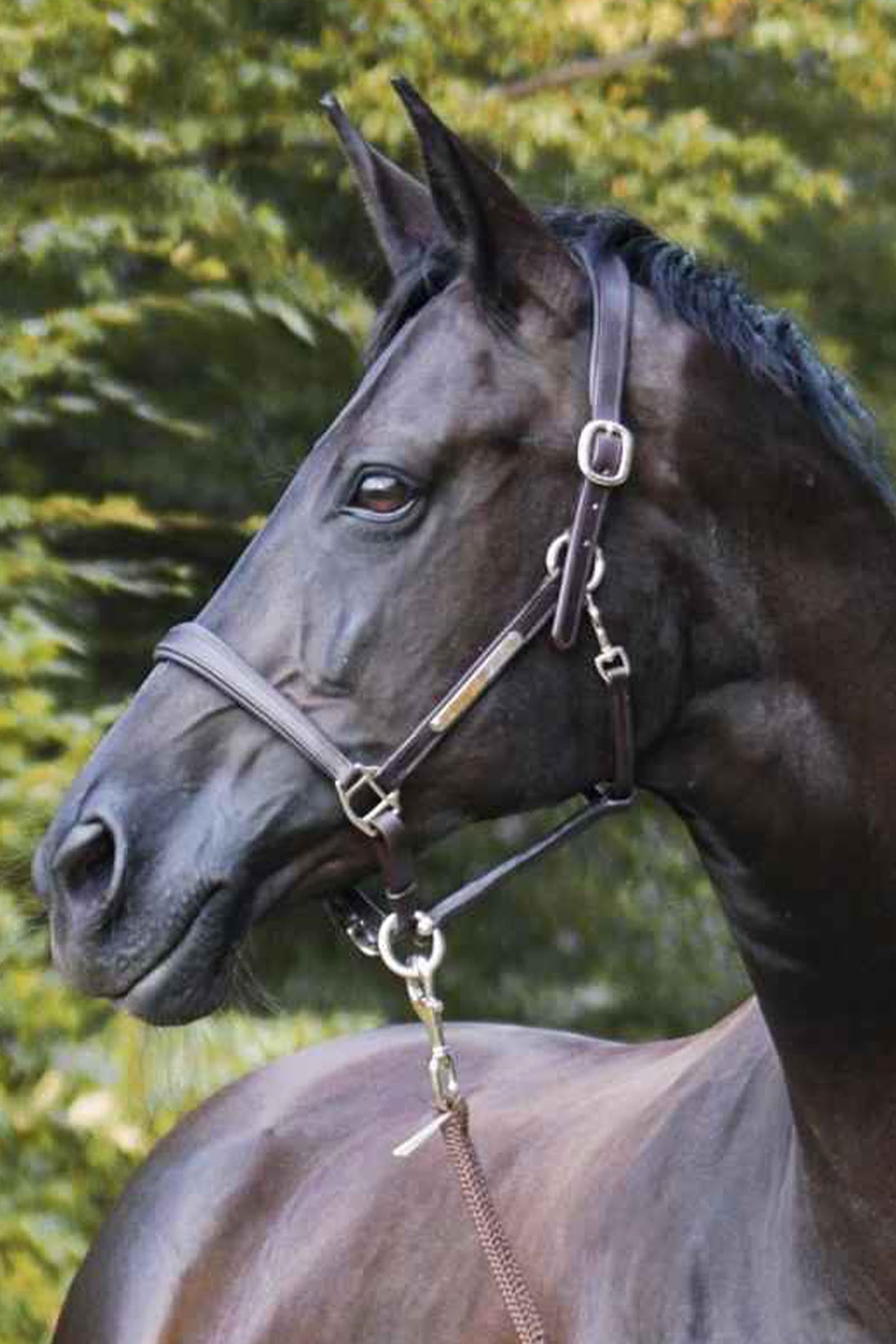 Kavalkade Bennet Leather Halter Halters & Leads