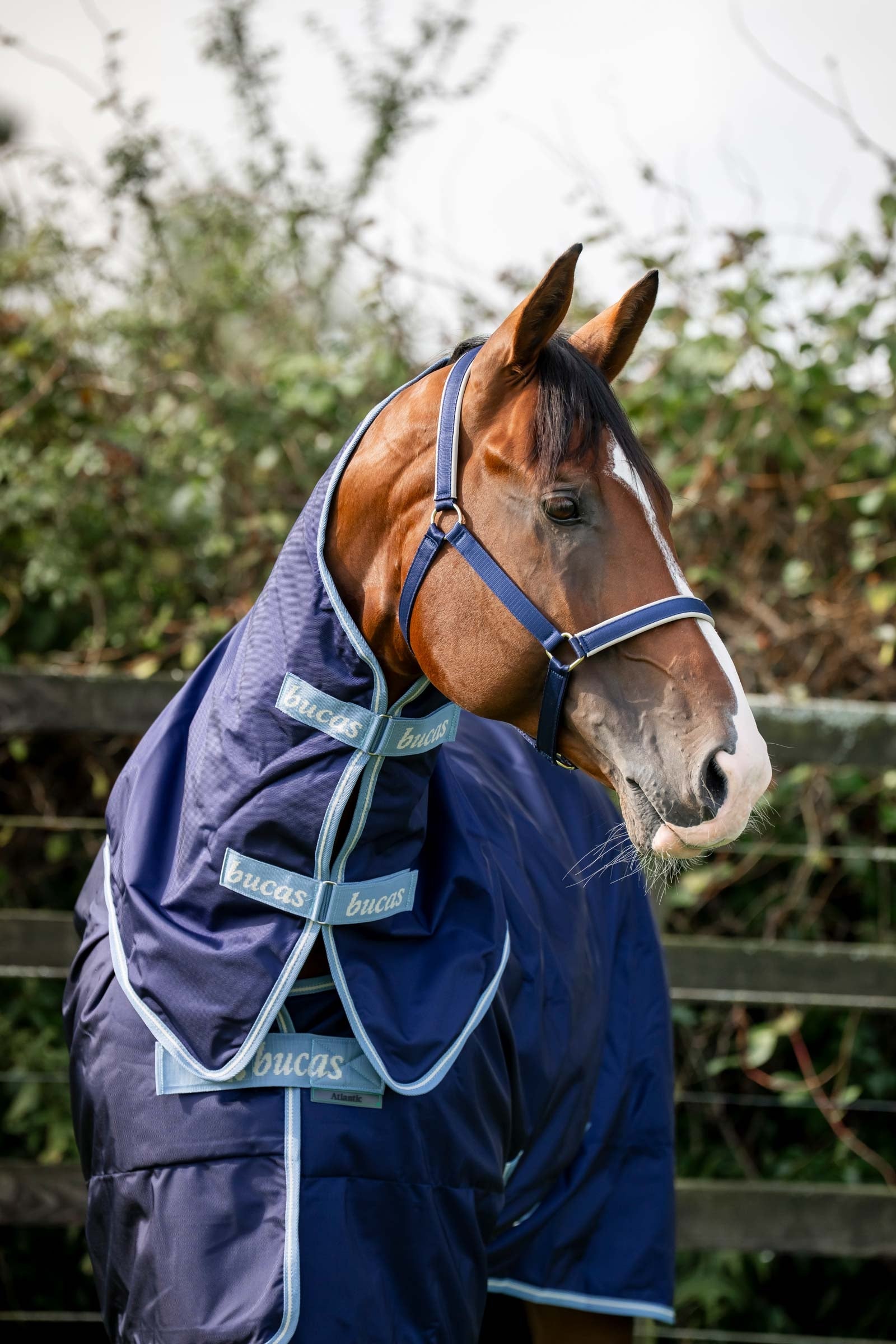 Bucas Atlantic Exclusive Rug & Neck, 150 g Horse Rugs