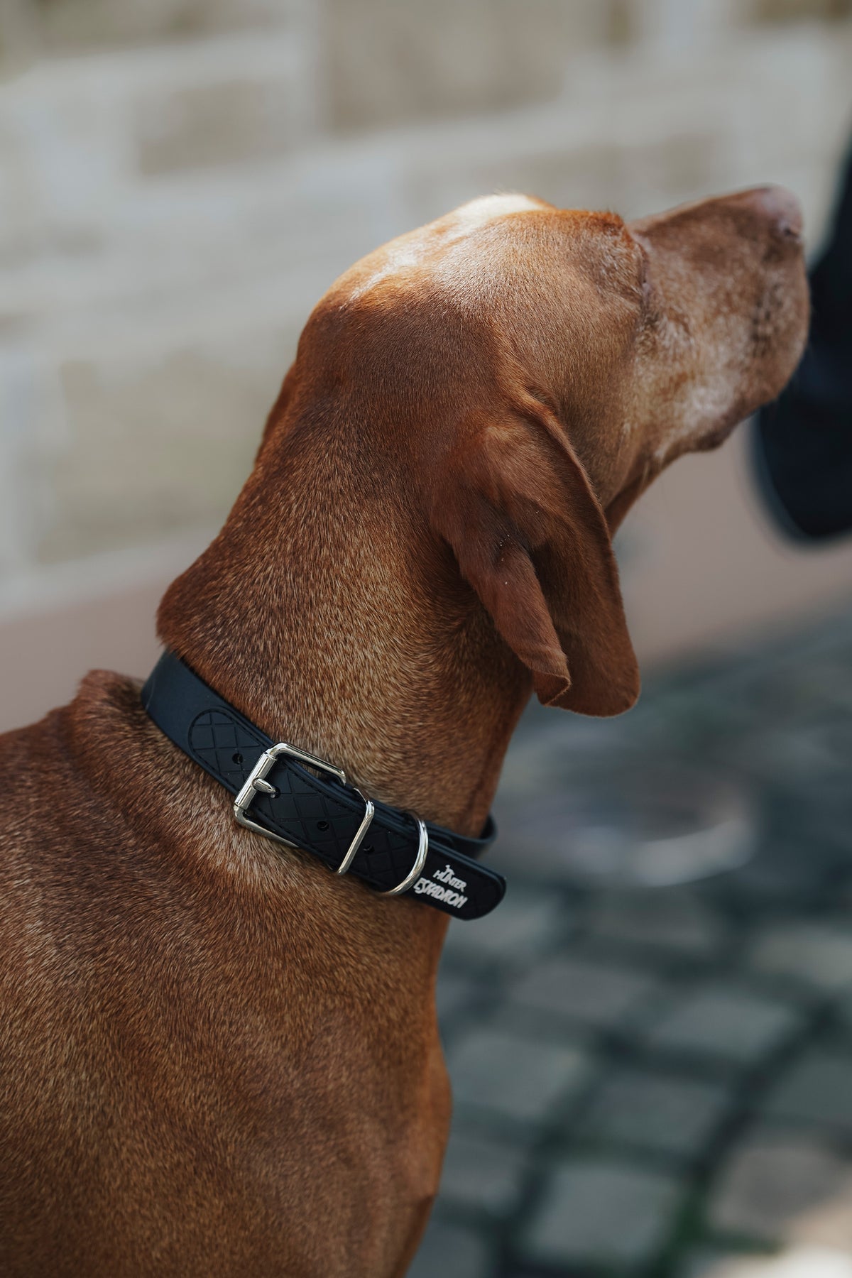 Eskadron Hunter x ESKADRON SPARK Dog Collar Dog Accesories