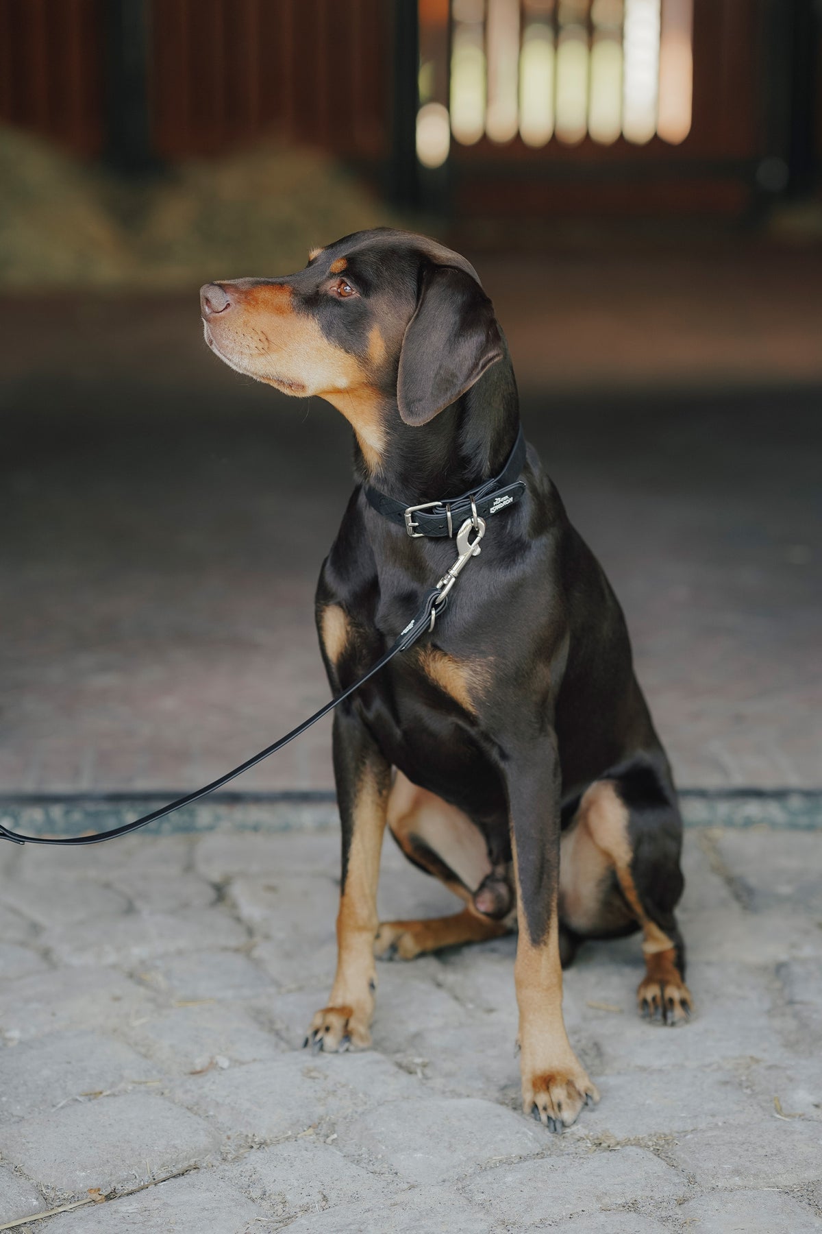 Eskadron Hunter x ESKADRON SPARK Dog Collar Dog Accesories