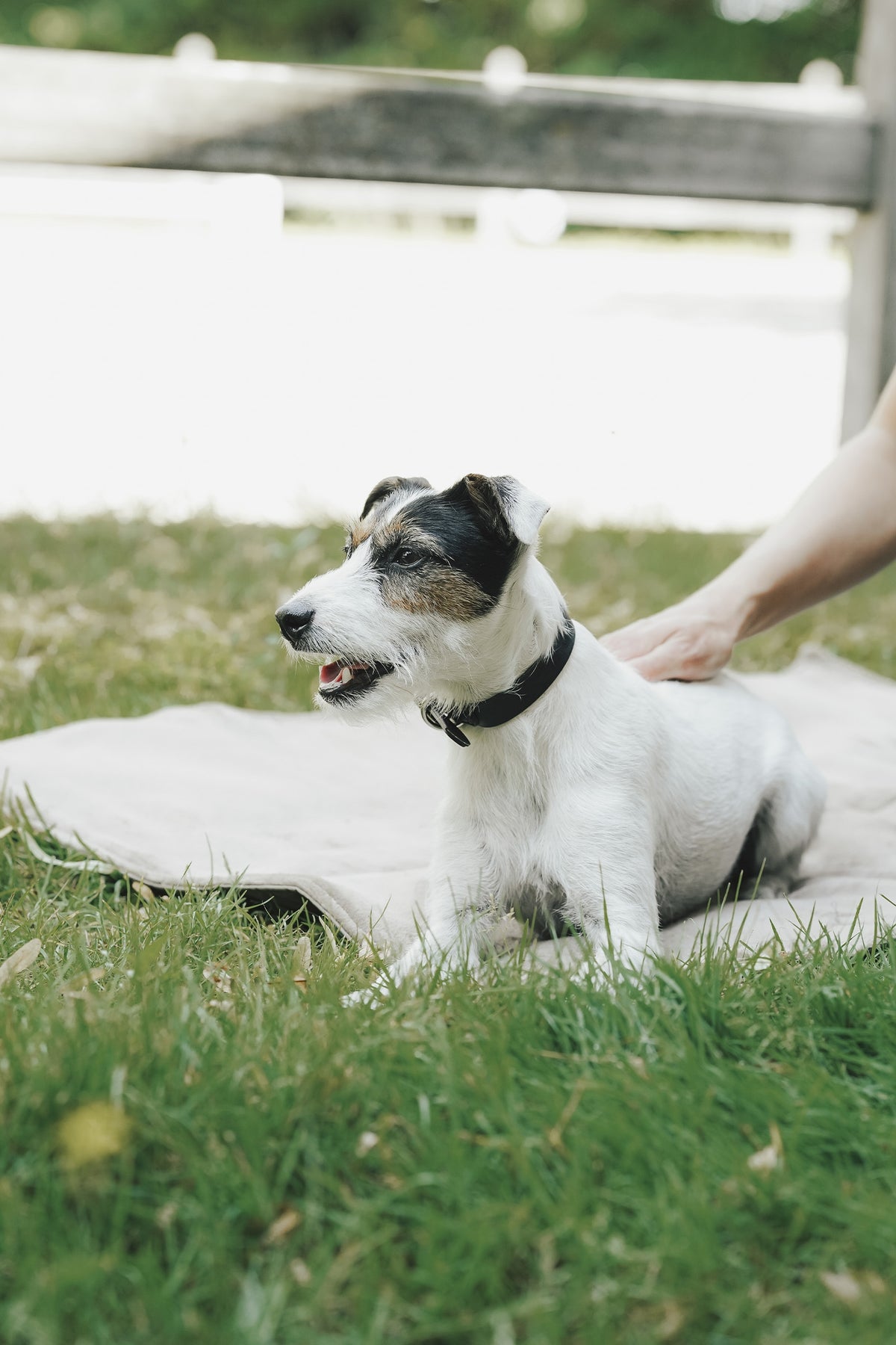 Eskadron Hunter x ESKADRON SPARK Dog Collar Dog Accesories