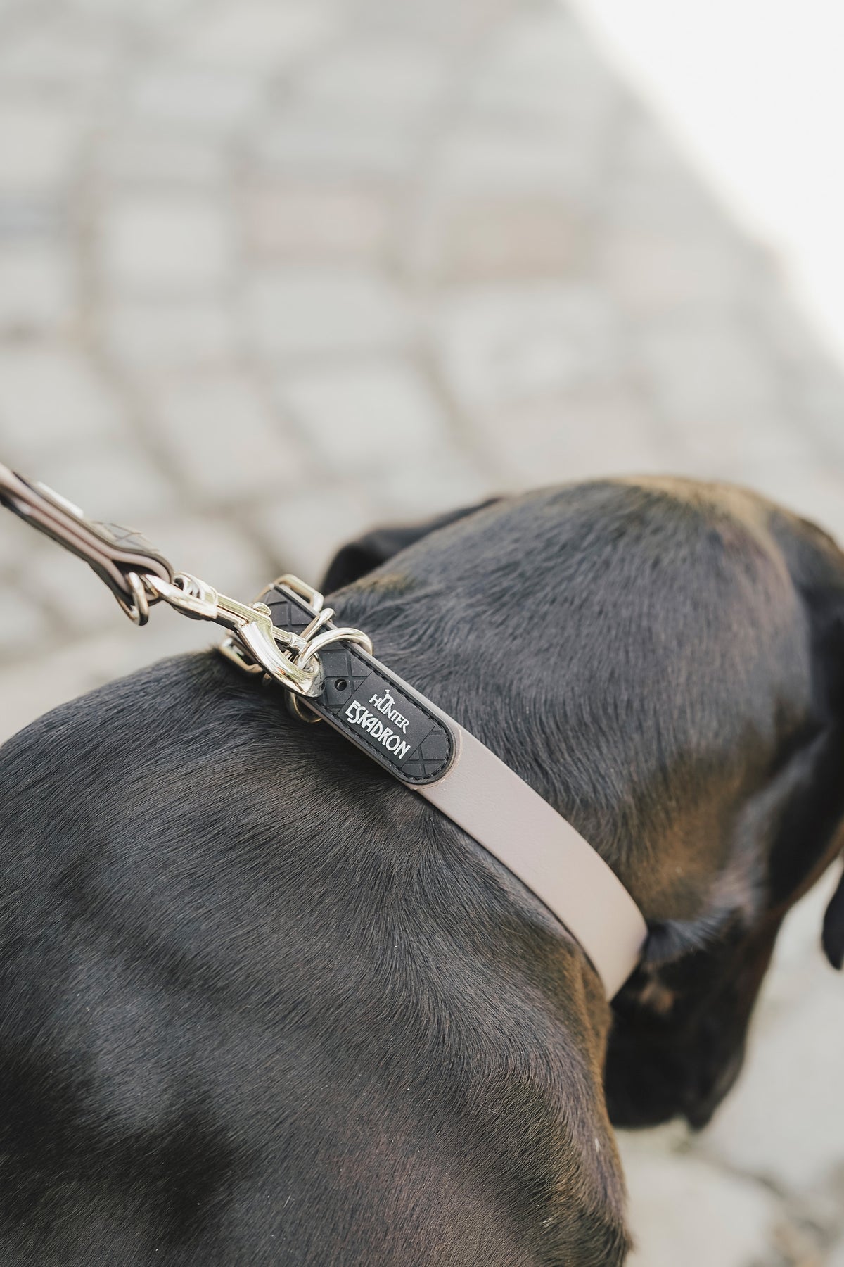 Eskadron Hunter x ESKADRON SPARK Dog Collar Dog Accesories