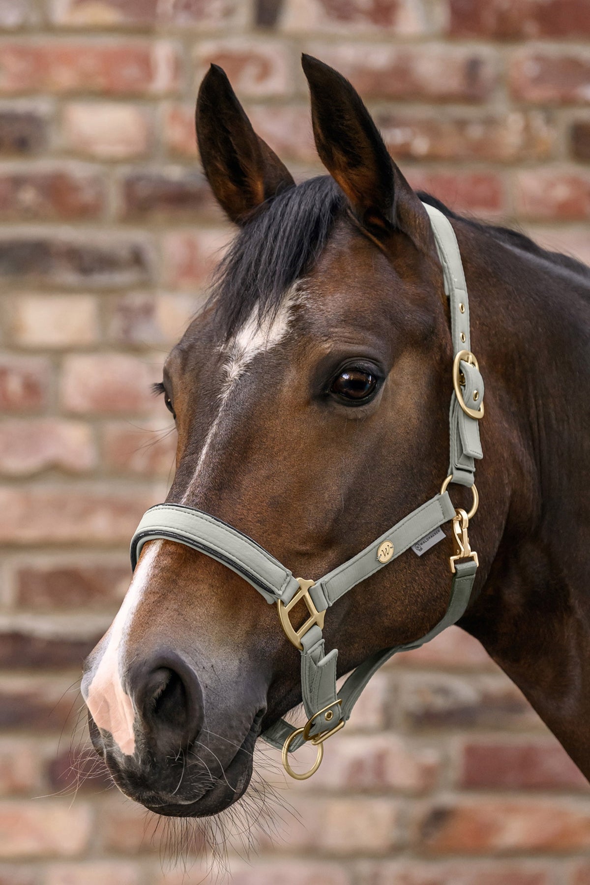 Waldhausen Ubud Halter Set Halters & Leads
