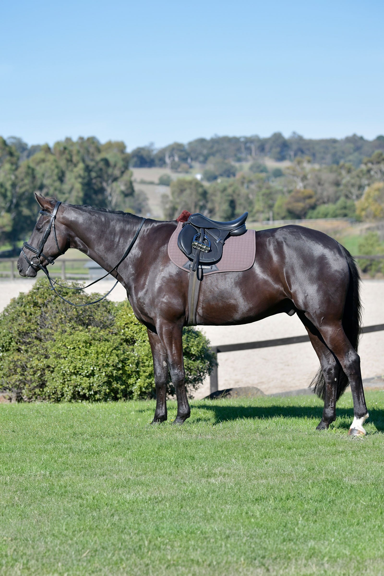 Weatherbeeta Prime Comfy Fleece All Purpose Saddle Pad Saddle Pads