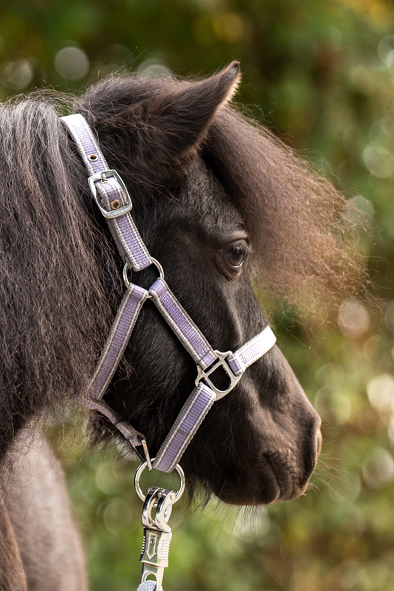Kavalkade Shorty Shetty Halter Pony & Shetland Tac