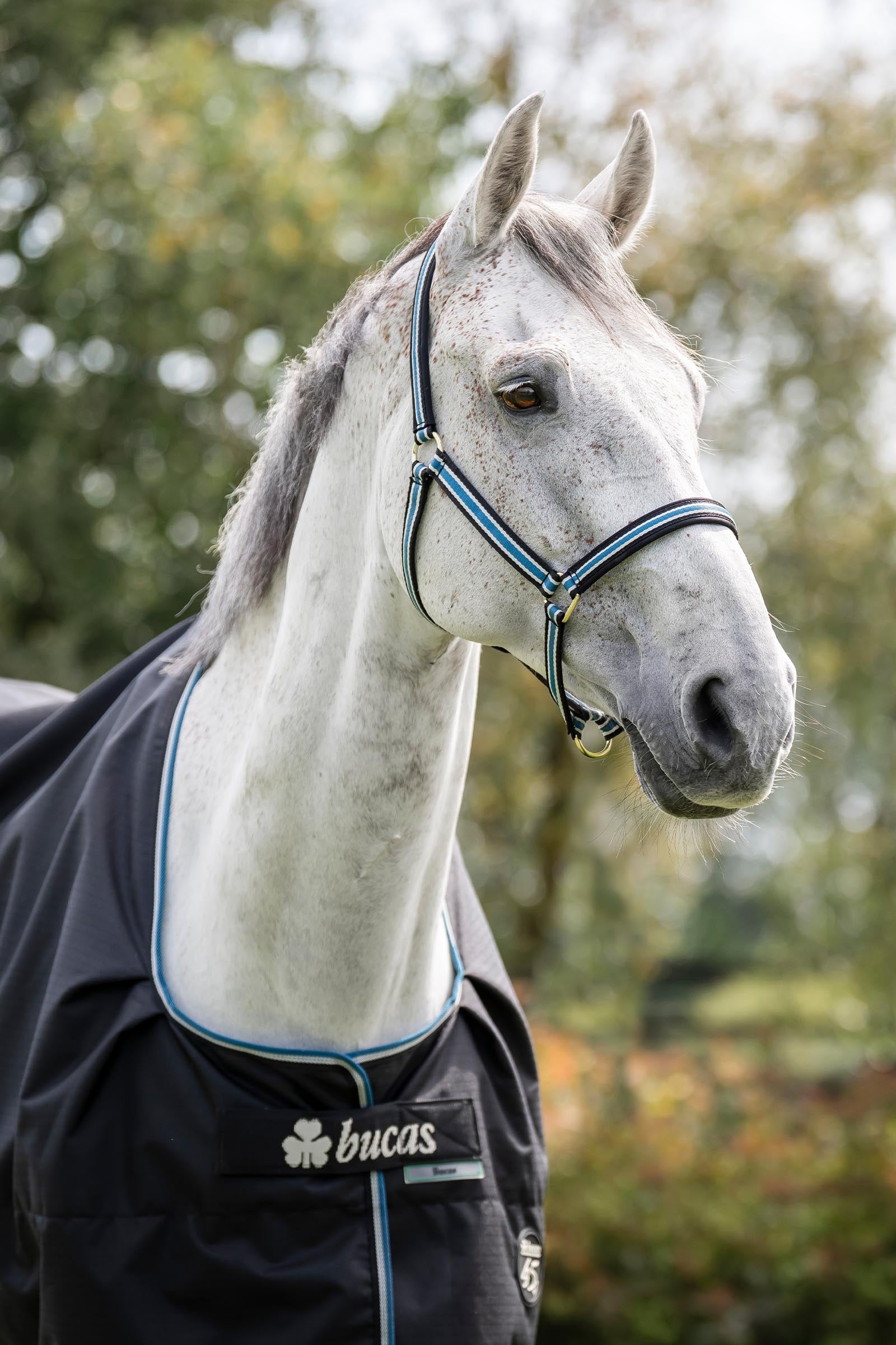 Bucas Anniversary Light SD Turnout Rug, 150g Horse Rugs