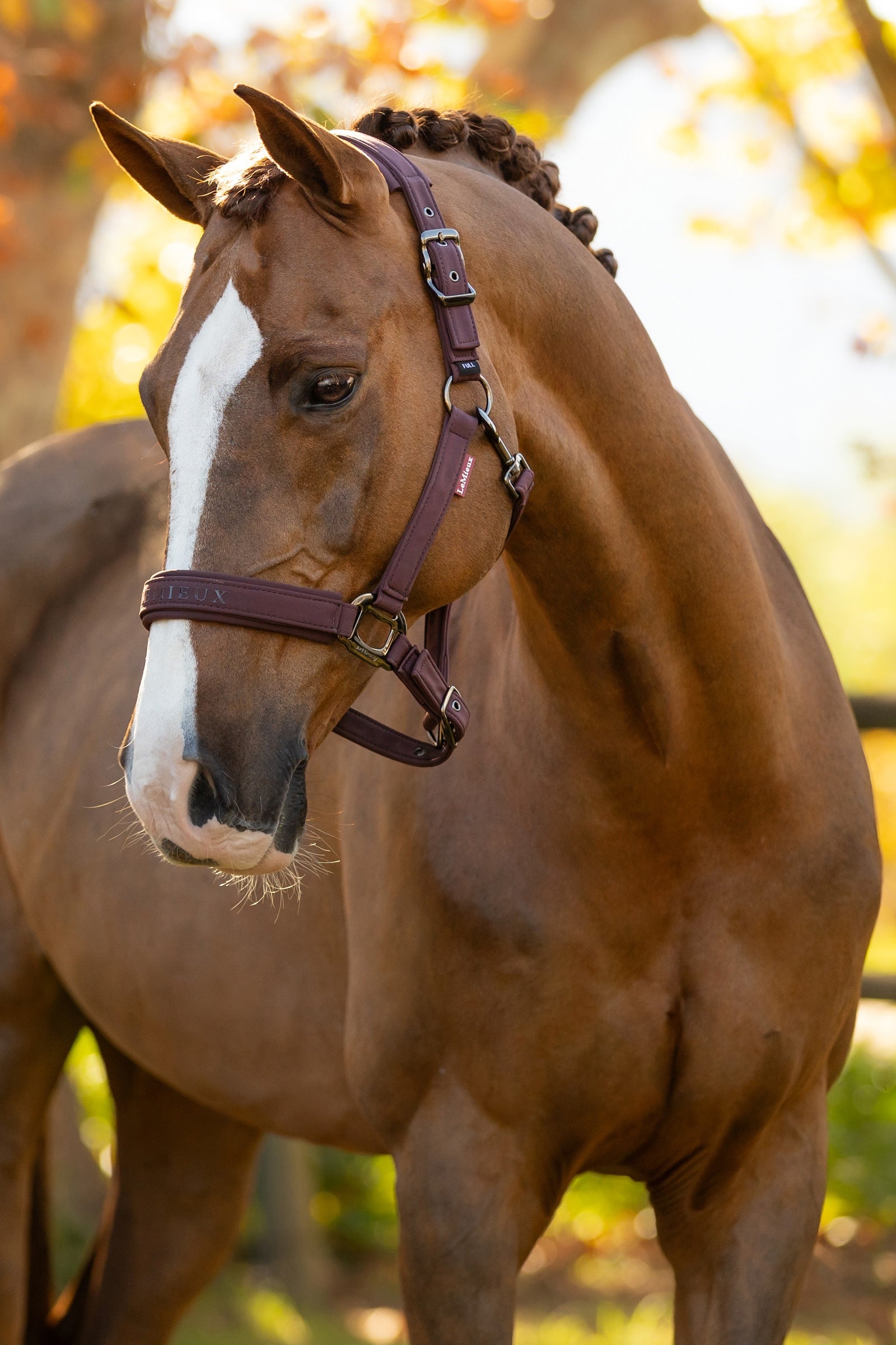 LeMieux Essence Headcollar Halters & Leads