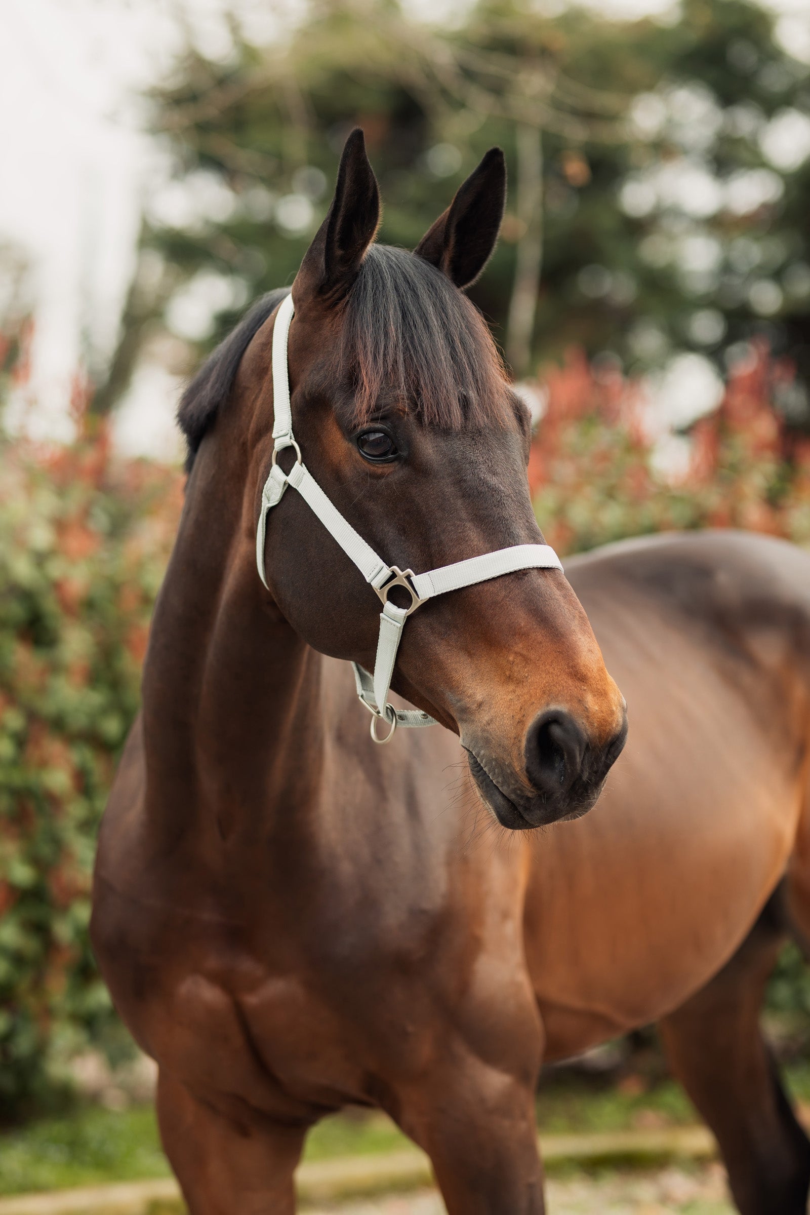Horze Rose Tonique Halter Halters & Leads