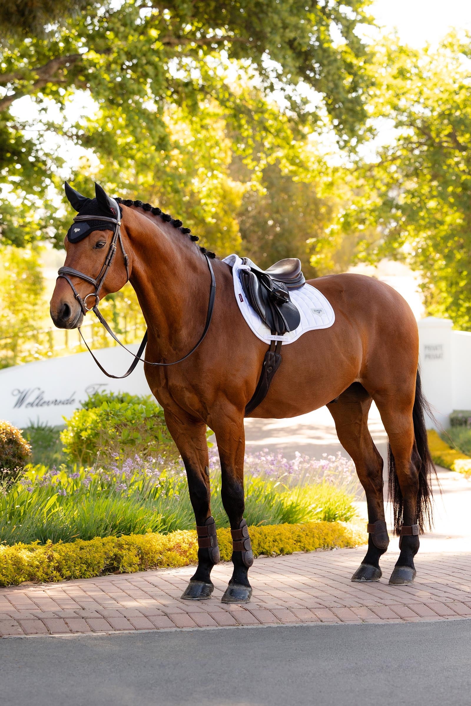 LeMieux Loire Classic GP Square Saddlepad Saddle Pads