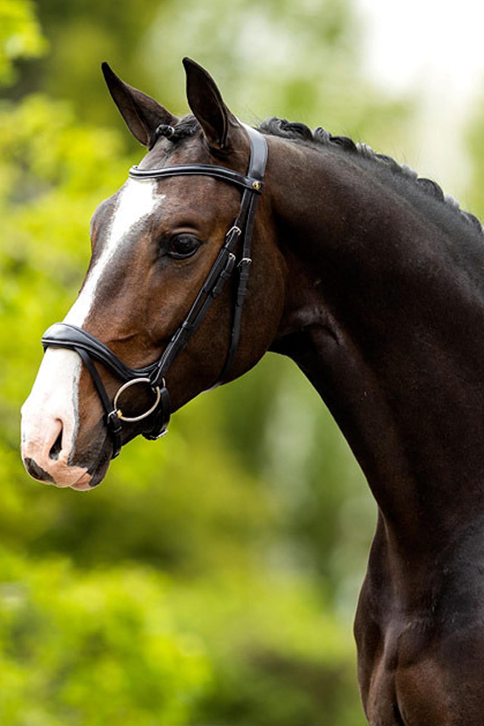 BR Longridge Bridle Bridles & Reins