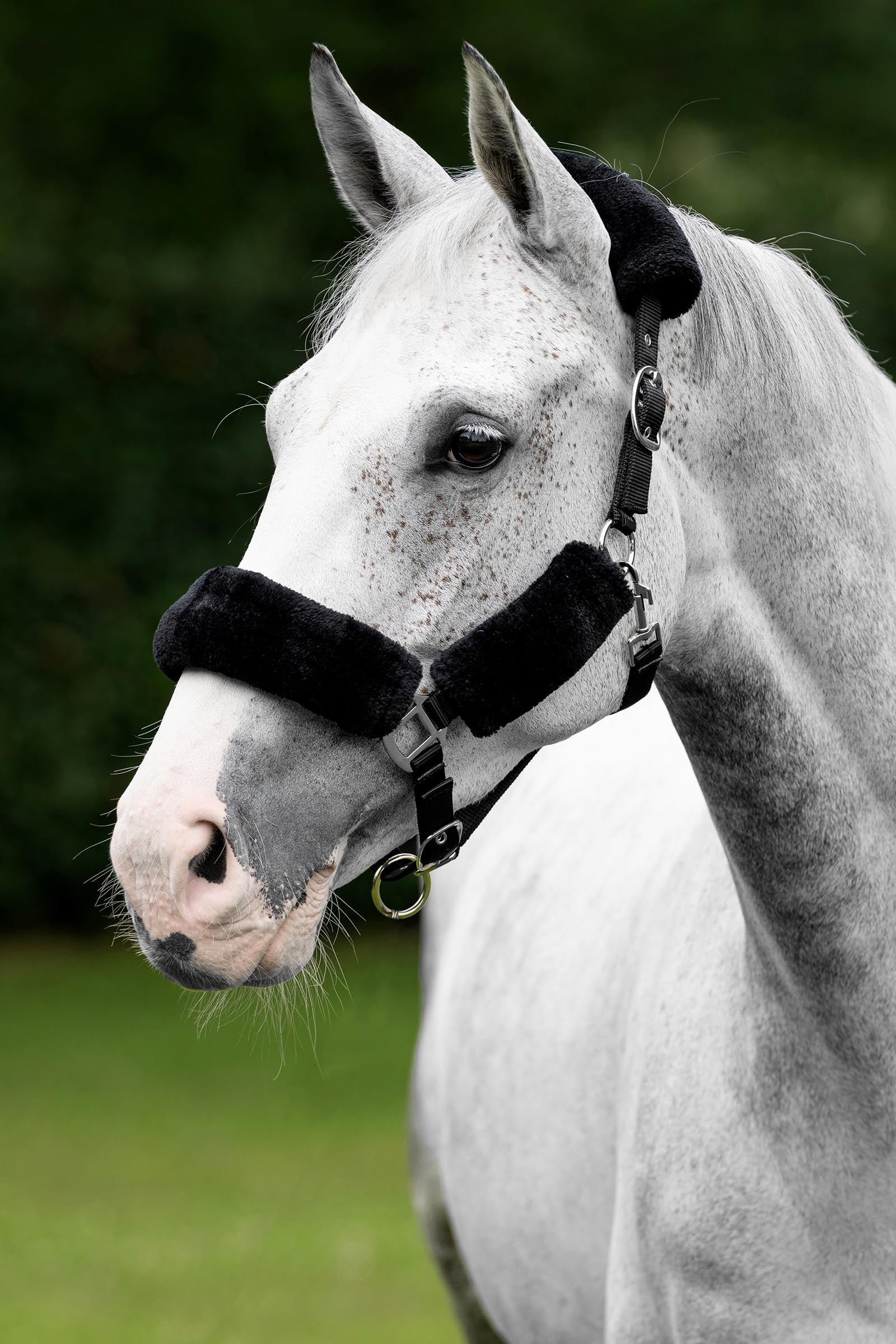 LeMieux Comfort Head Collars Halters & Leads