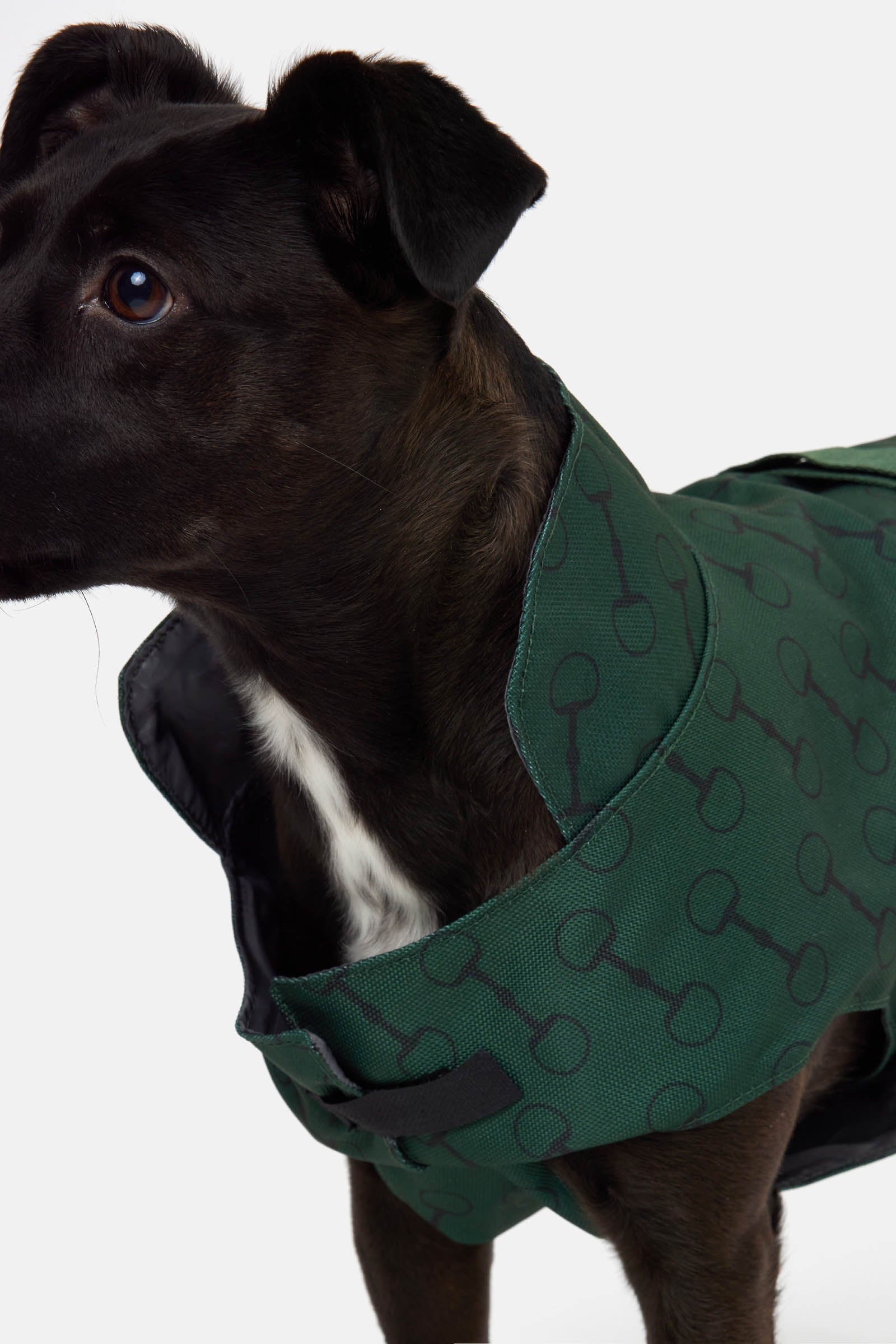 Horze Noir Dog Coat with Print Dog Accesories