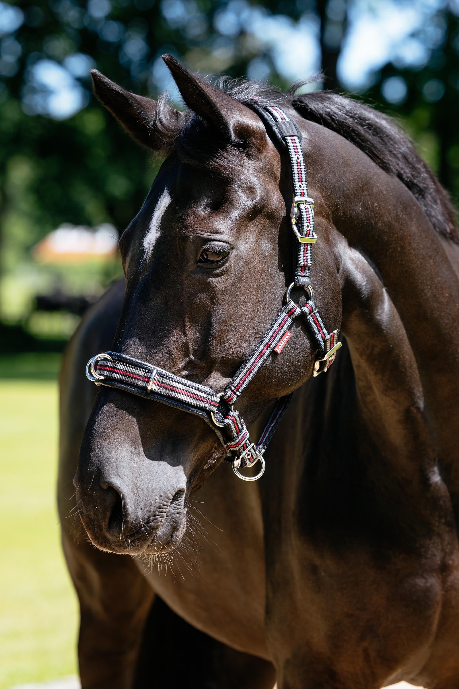 LeMieux Cavesson Lunge Headcollar Halters & Leads