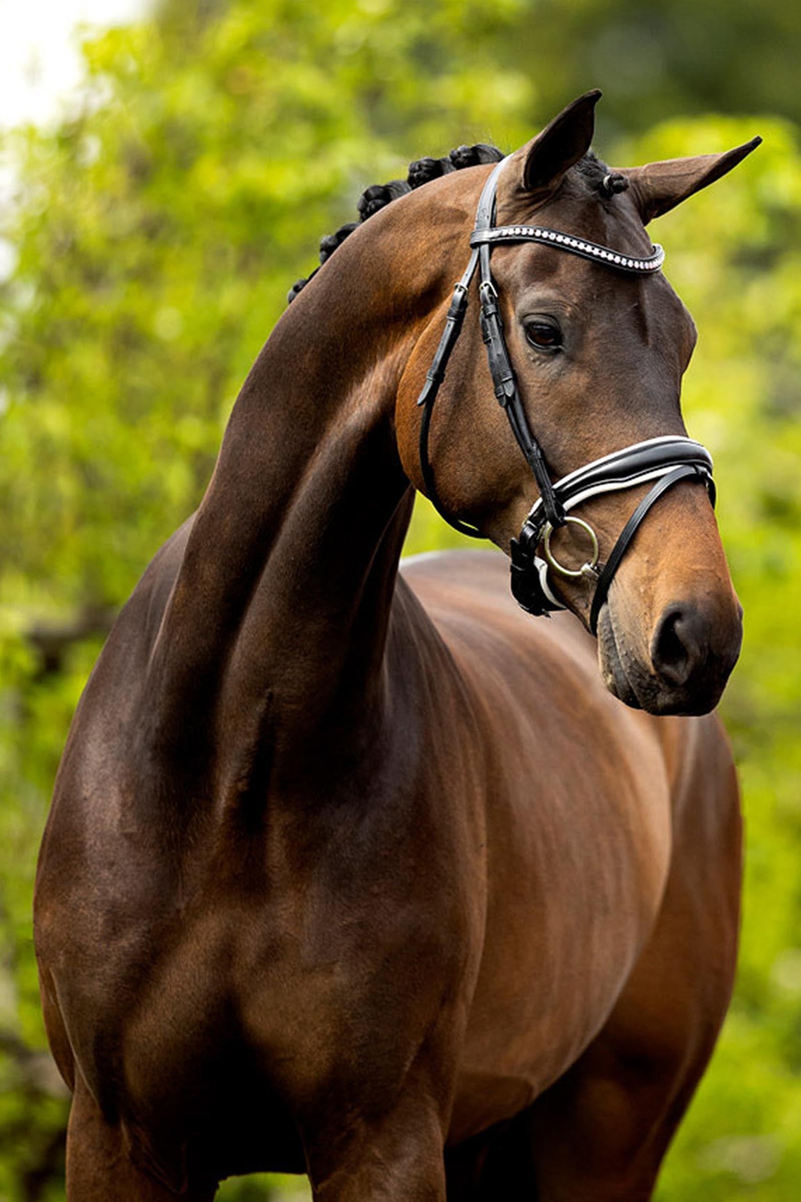 BR Southam Bridle Bridles & Reins