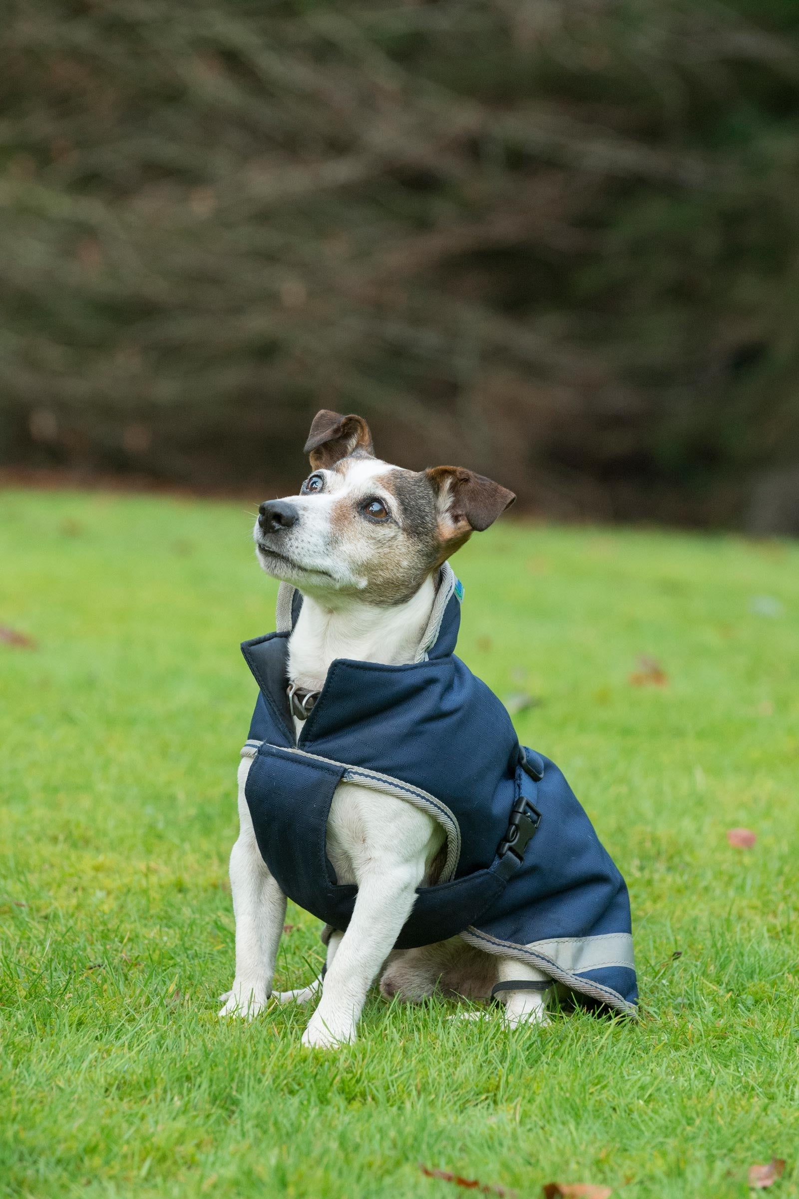 Bucas Freedom Dog Rug, 50g (30-45 cm) Dog Accesories