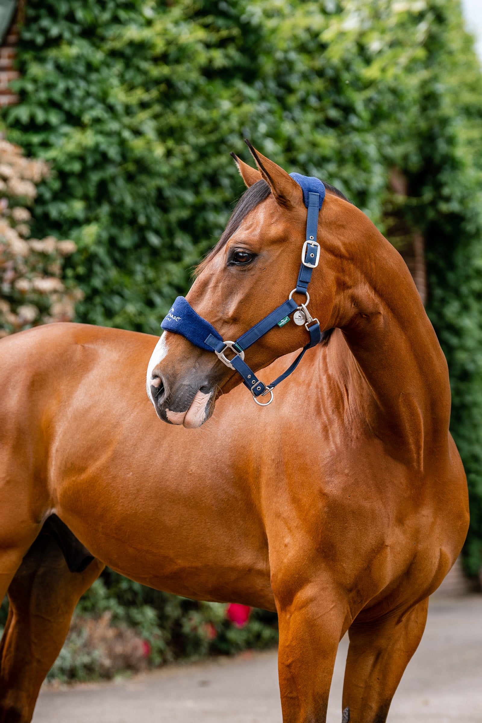 Horseware Signature Putzhalfter Halfter & Stricke