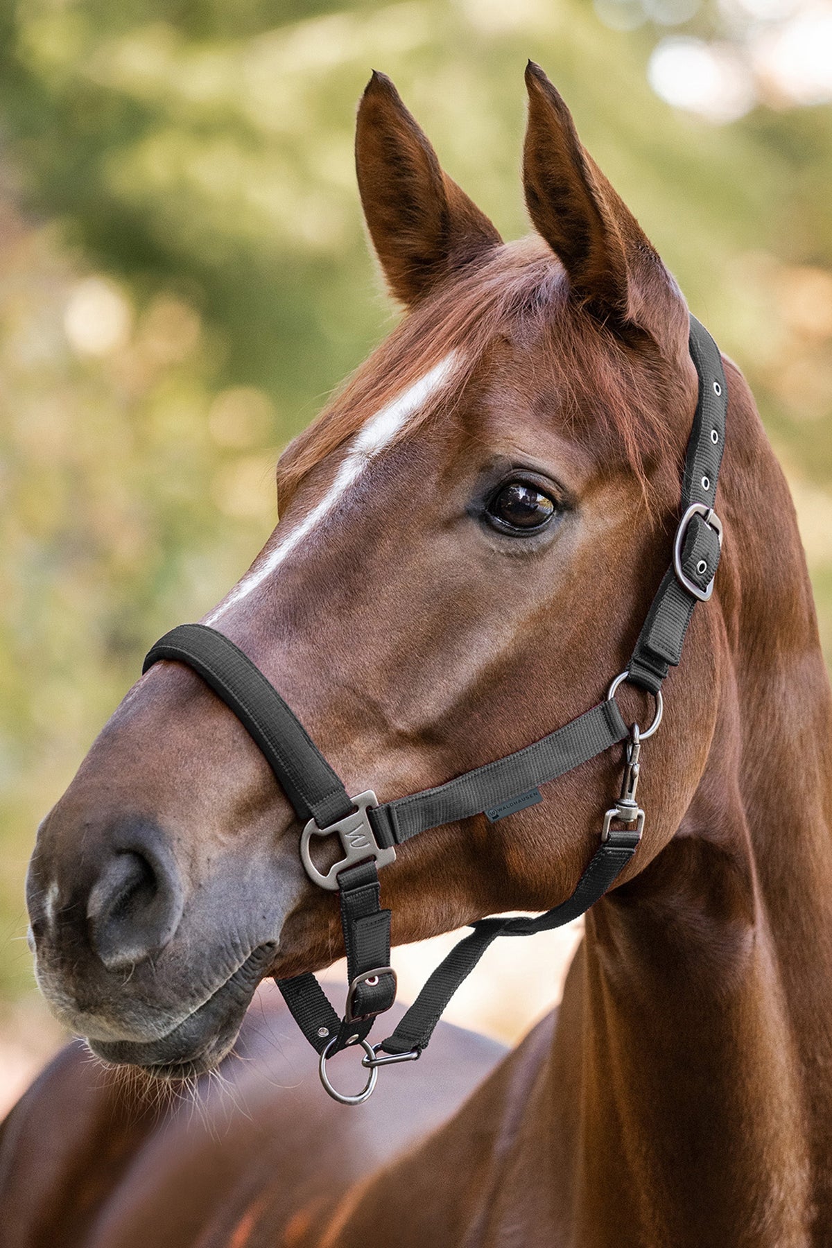 Waldhausen Gloomy Halter Halters & Leads