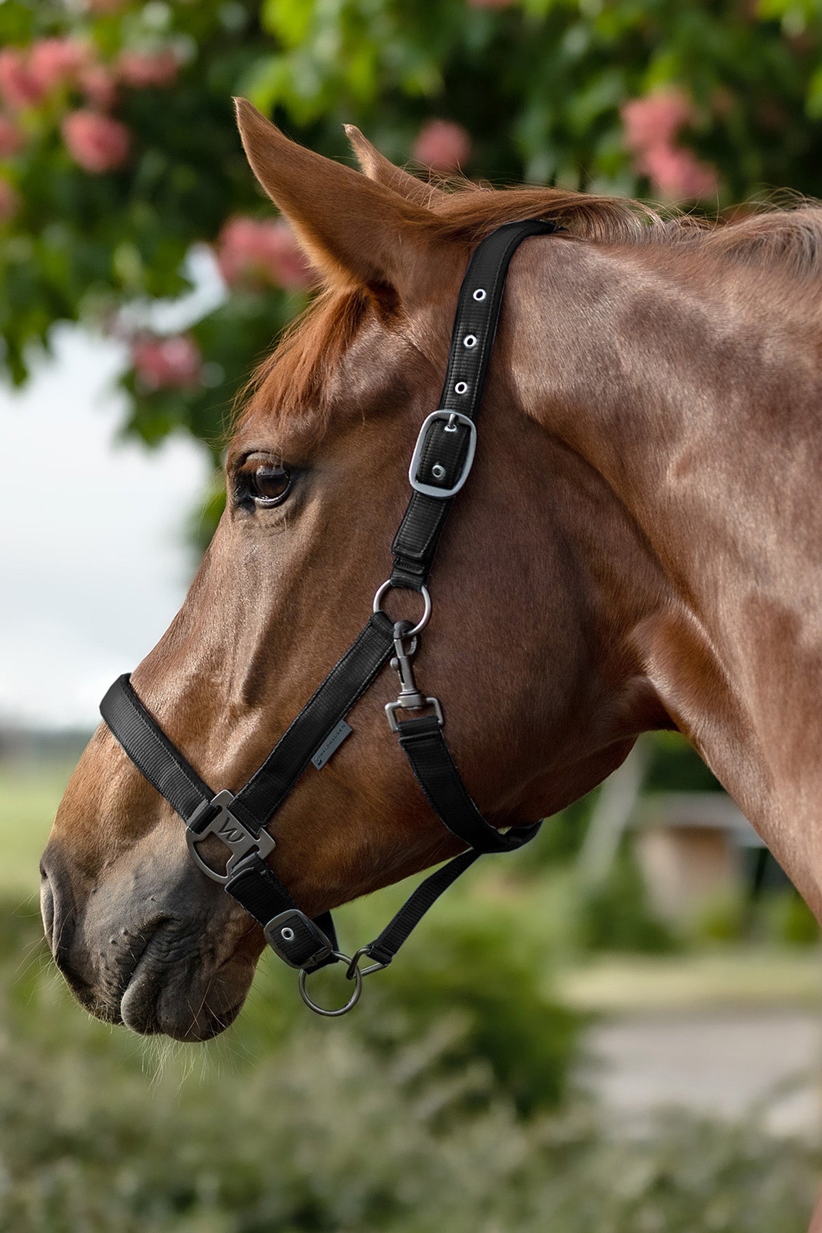 Waldhausen Gloomy Halter Halters & Leads