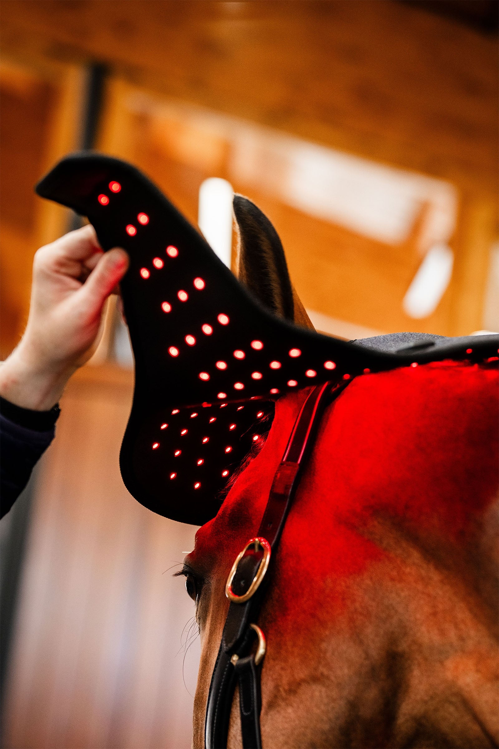 Horseware LED Red Light Therapy Poll Cap Horse Rugs