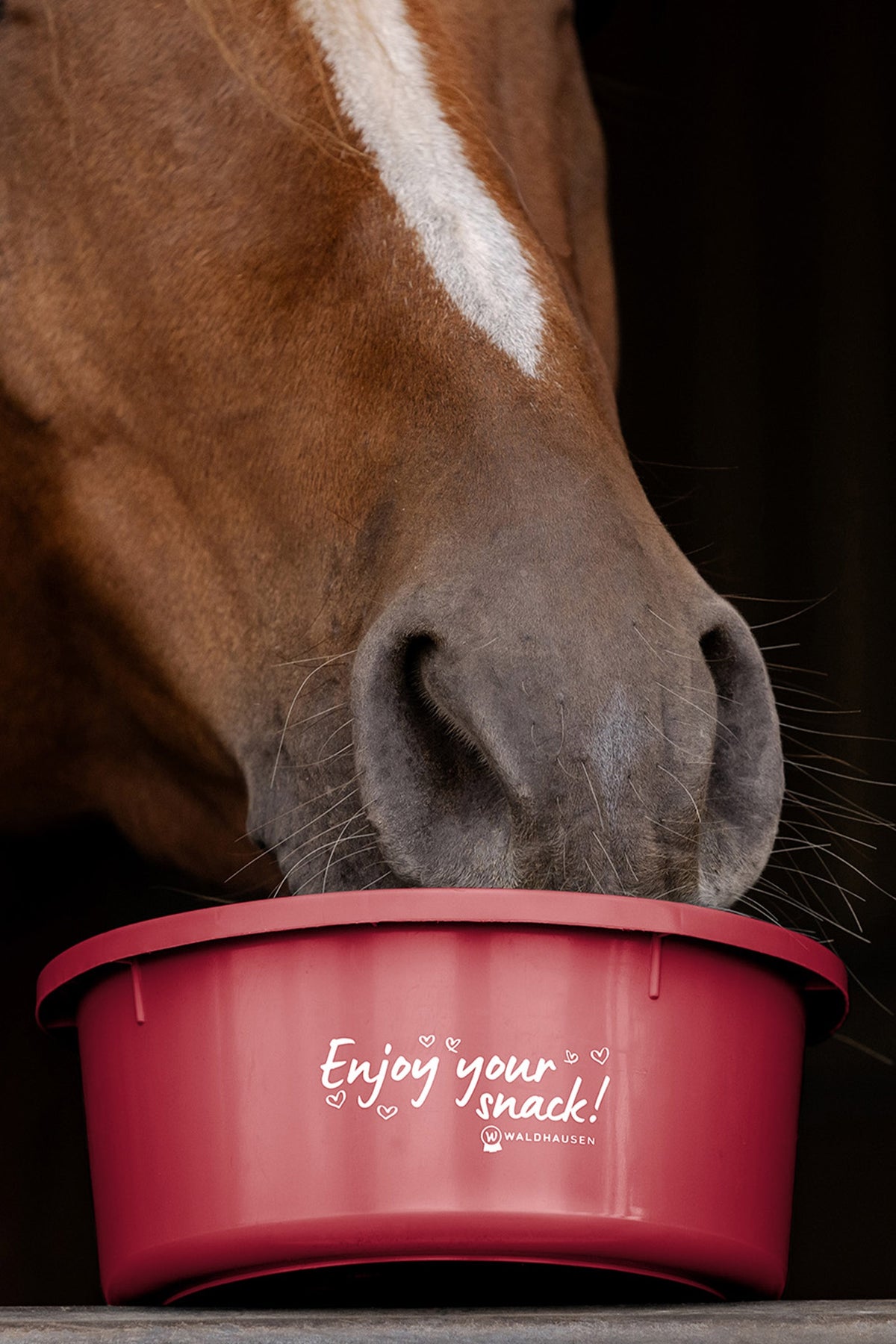 Waldhausen Small Feeding Bowl With Lid, 2 L Horse Feeders & Waterers