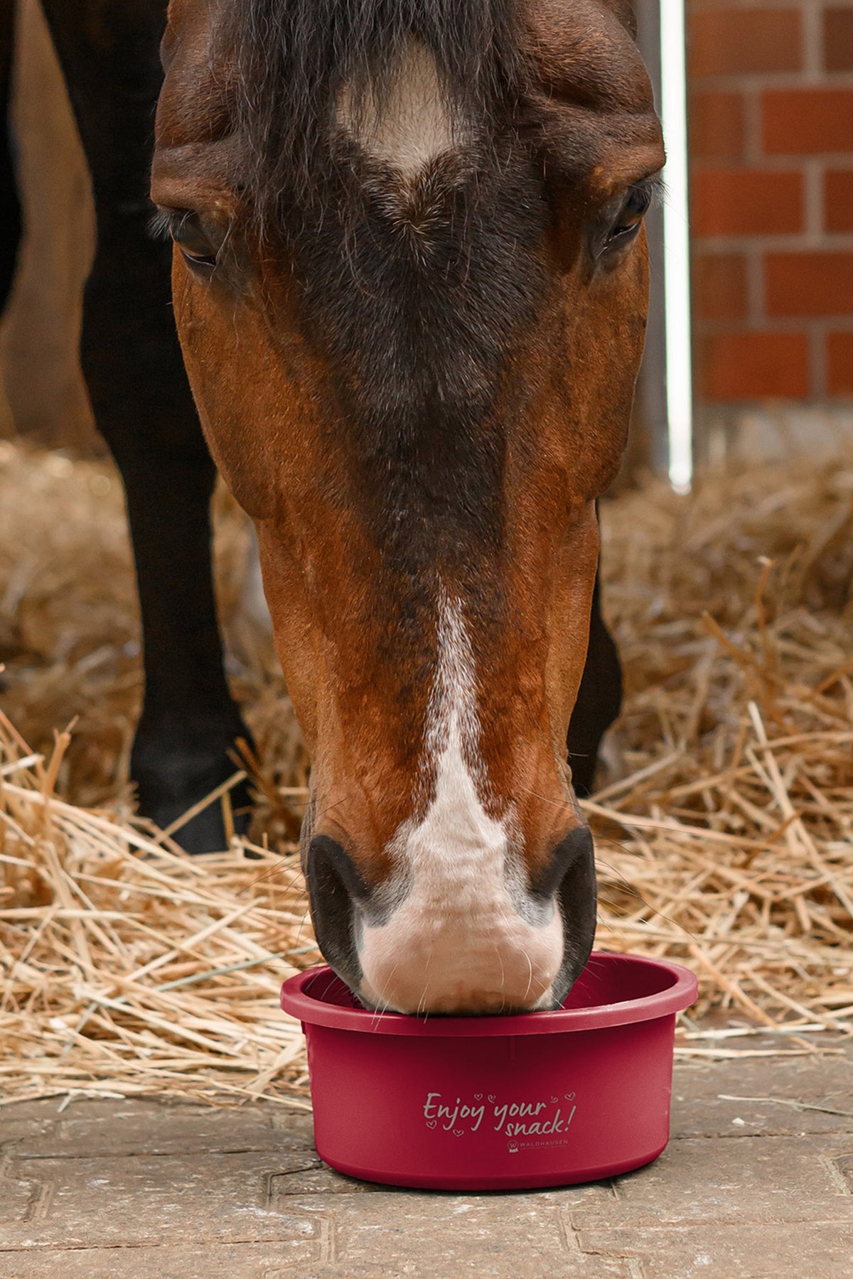 Waldhausen Small Feeding Bowl With Lid, 2 L Horse Feeders & Waterers
