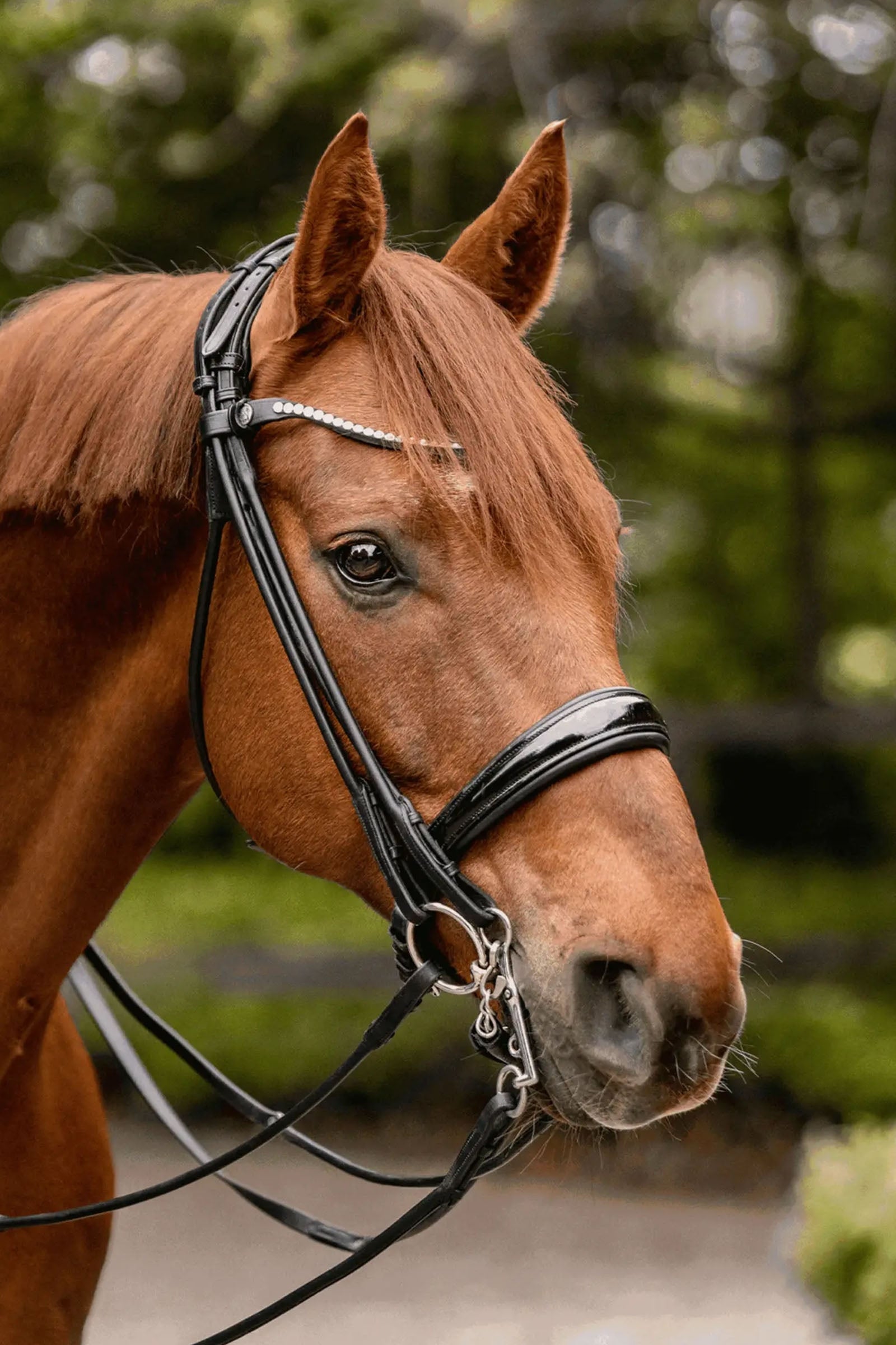 Sprenger Novocontact Weymouth 14mm Sensogan with 5cm Stainless Steel Cheeks Horse Bits