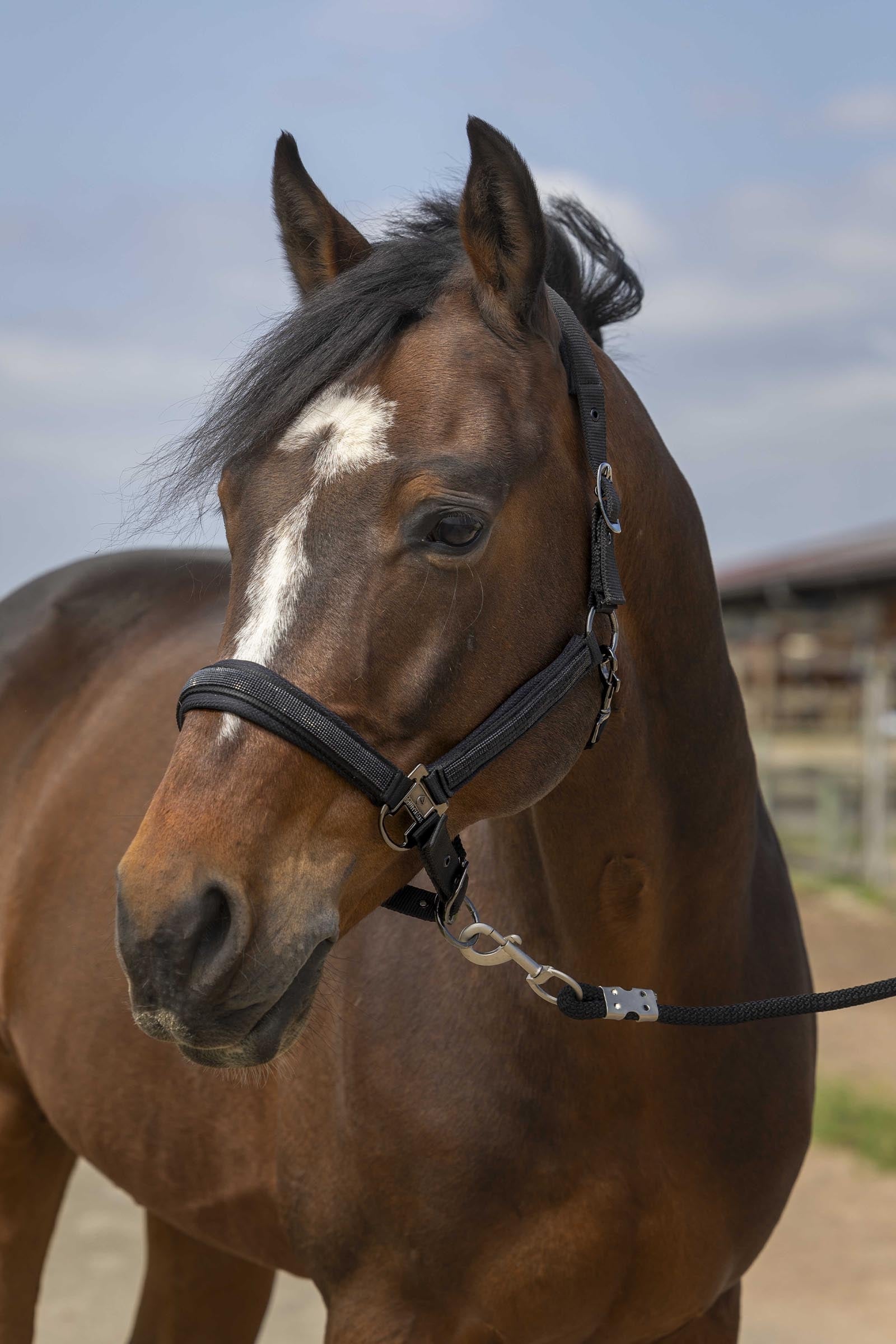 Equi Theme EQUITHÈME Strass Halter Halters & Leads