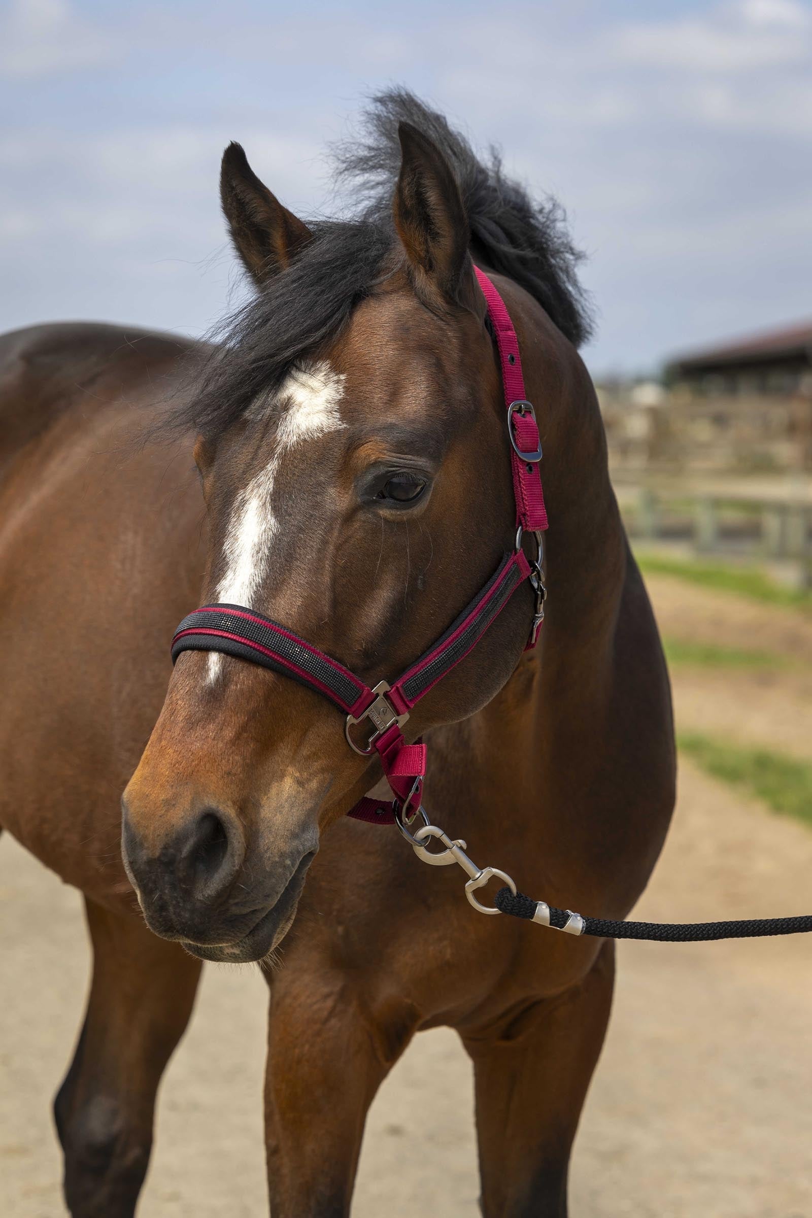 EQUITHÈME Strass Halfter Halfter & Stricke