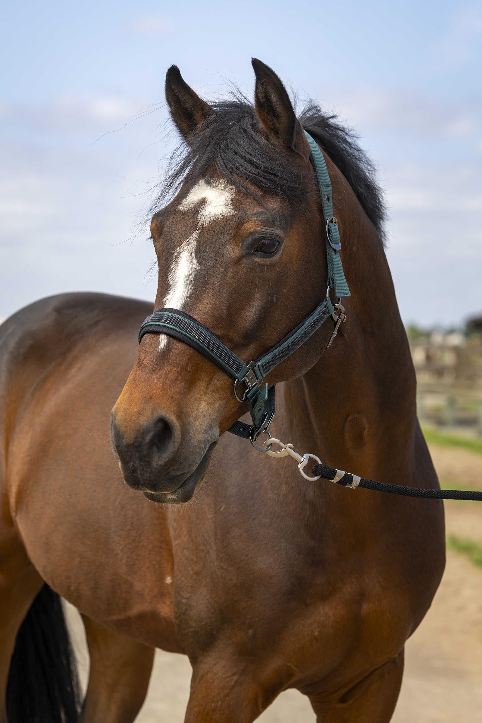 EQUITHÈME Strass Halter Halters & Leads