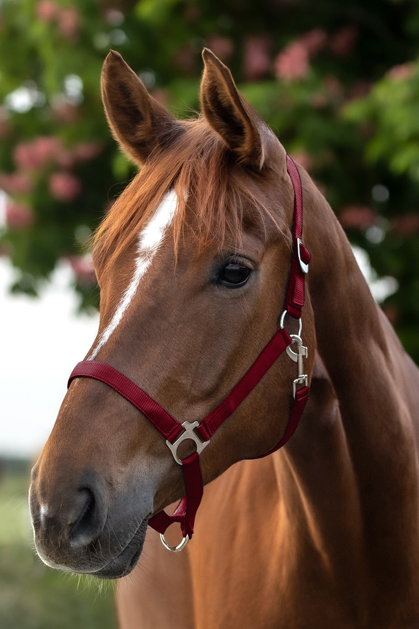 Waldhausen Perlon Halter Halters & Leads