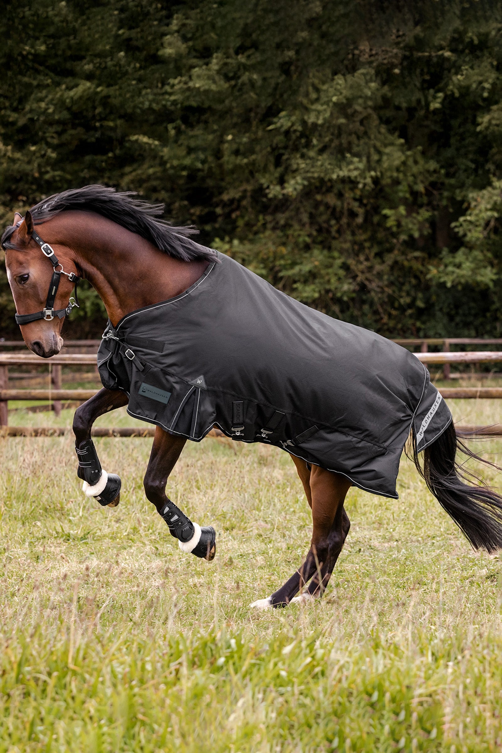 Waldhausen Outdoor Rug Scandic 300 g Horse Rugs