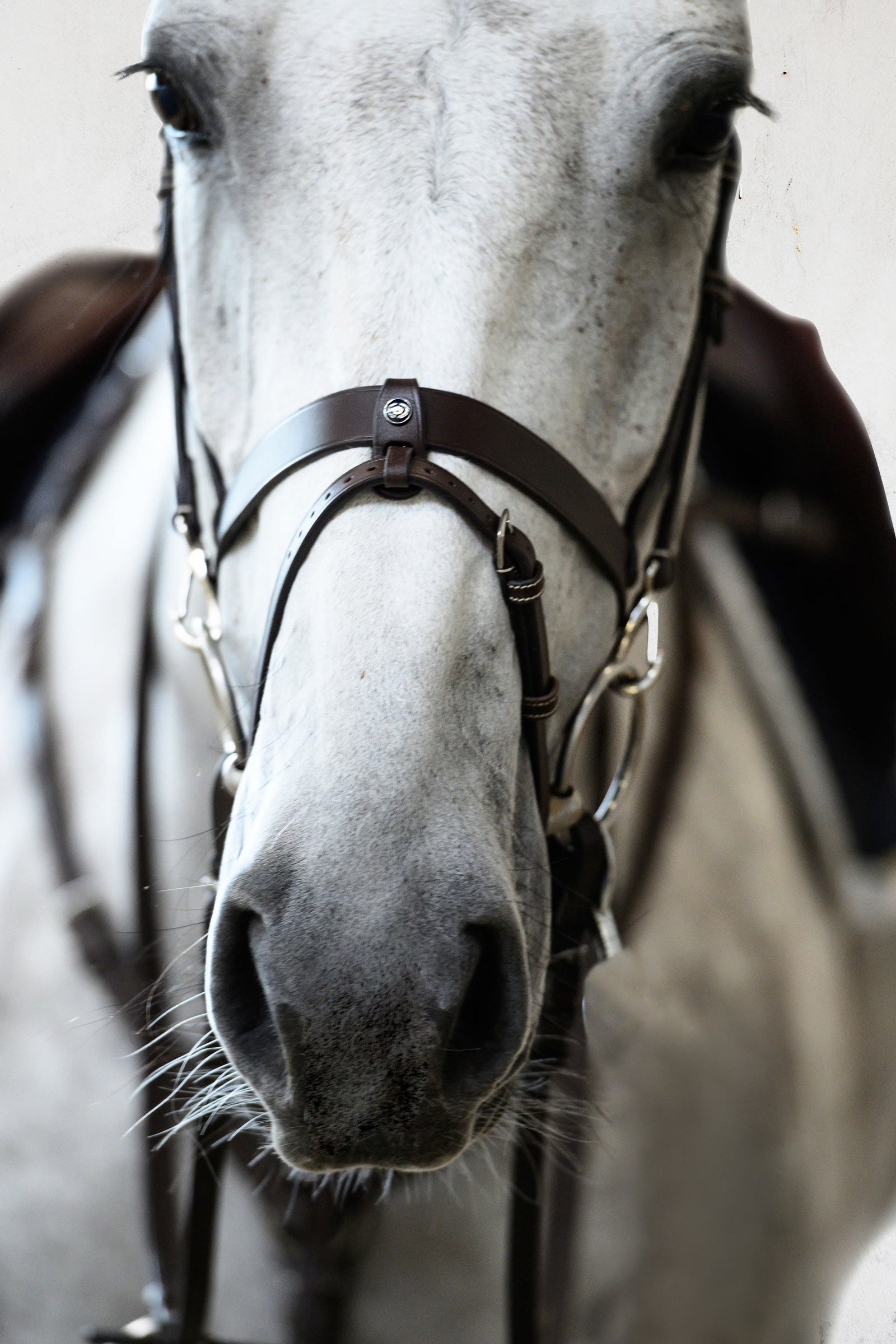 PS of Sweden London Bridle Bridles & Reins