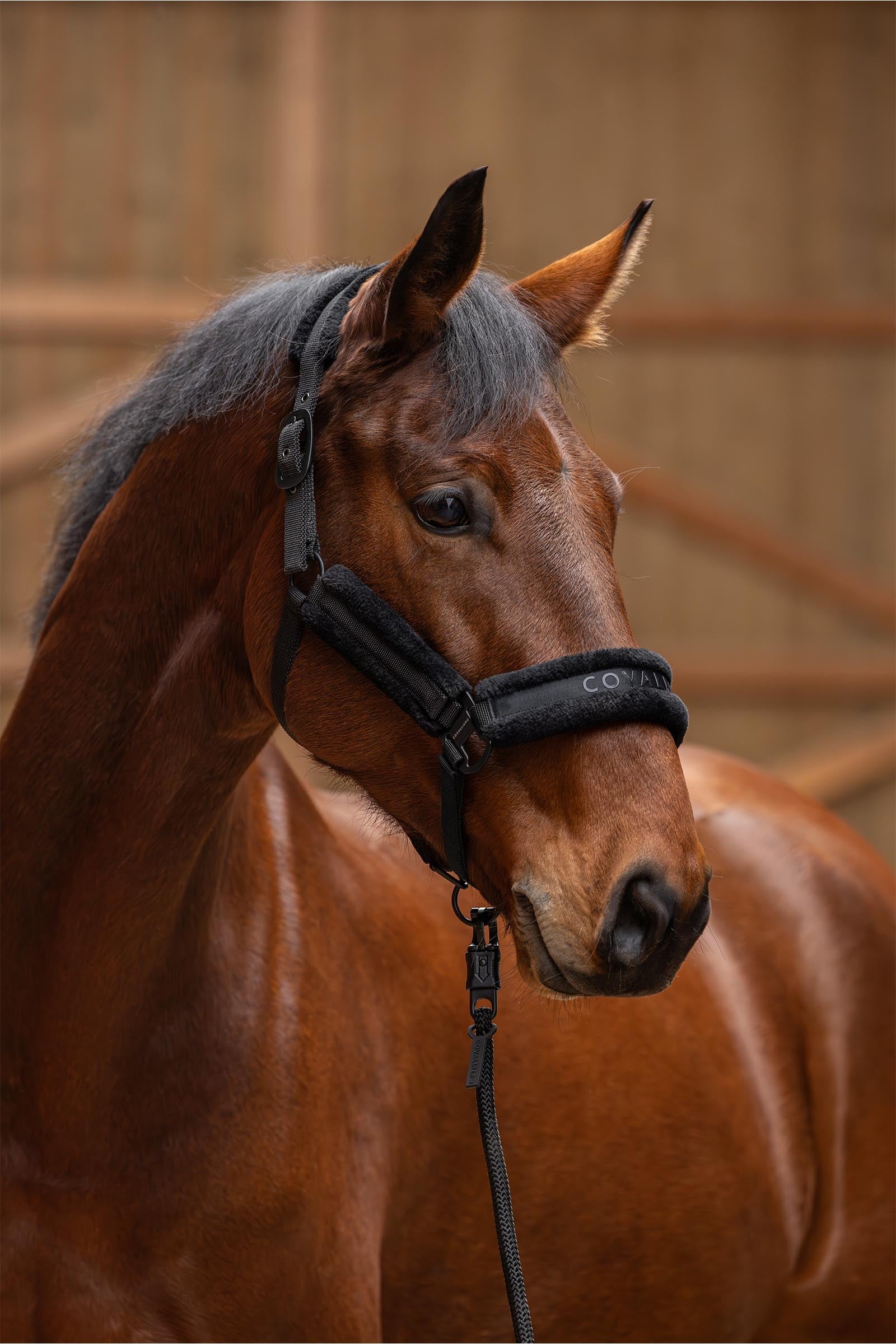 Covalliero Padded Halter Halters & Leads