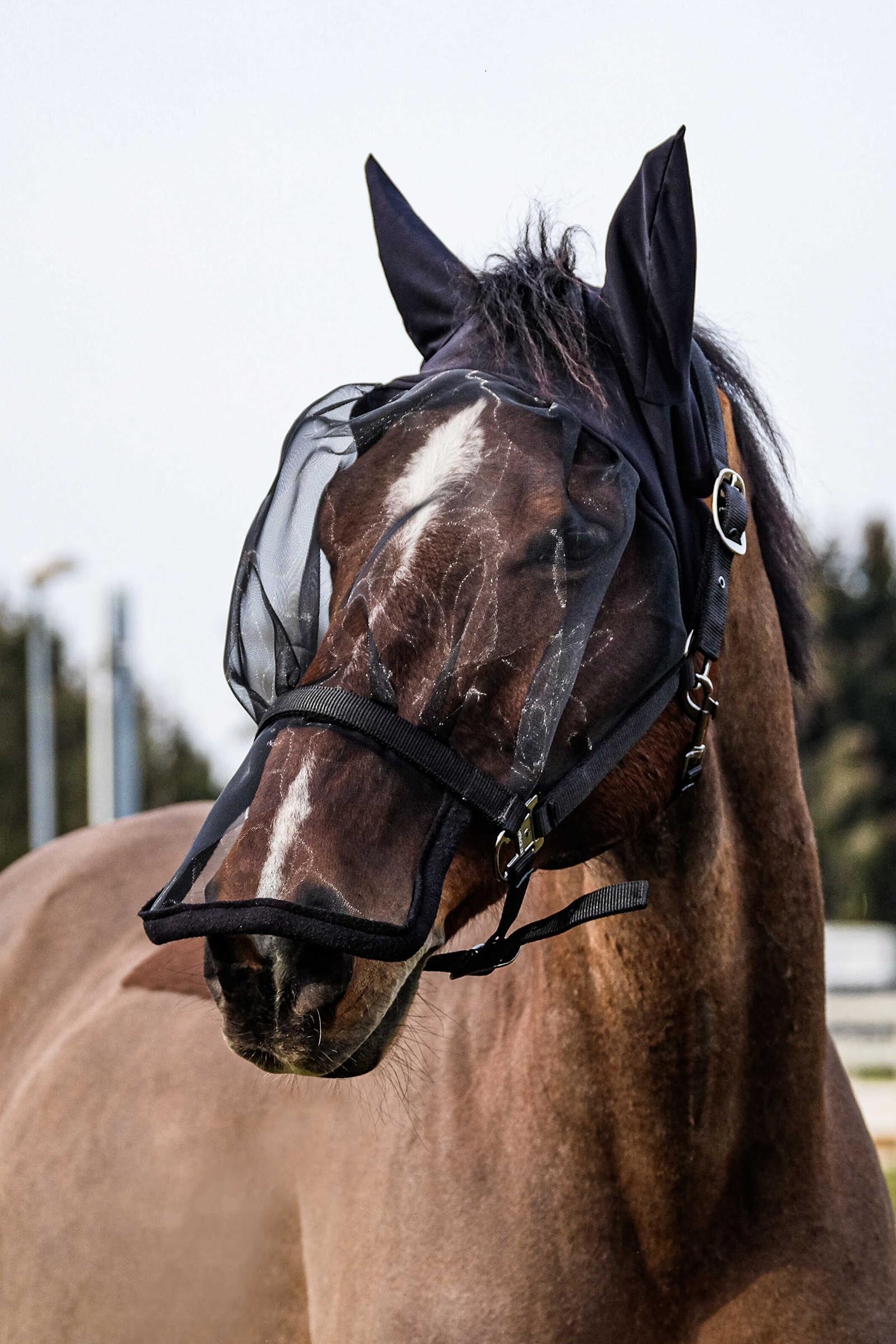 EQUITHÈME Halfter + UV-Maske Fliegenschutz