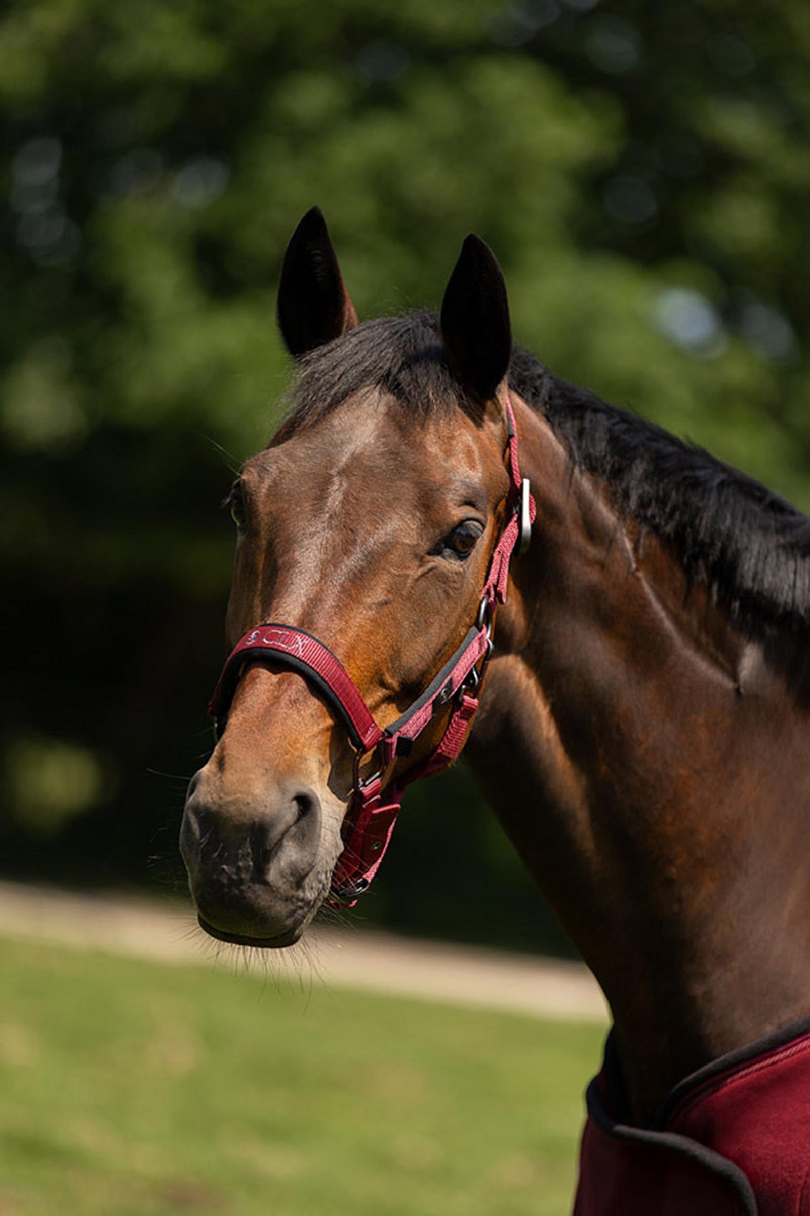 BR CLX Halter Halters & Leads