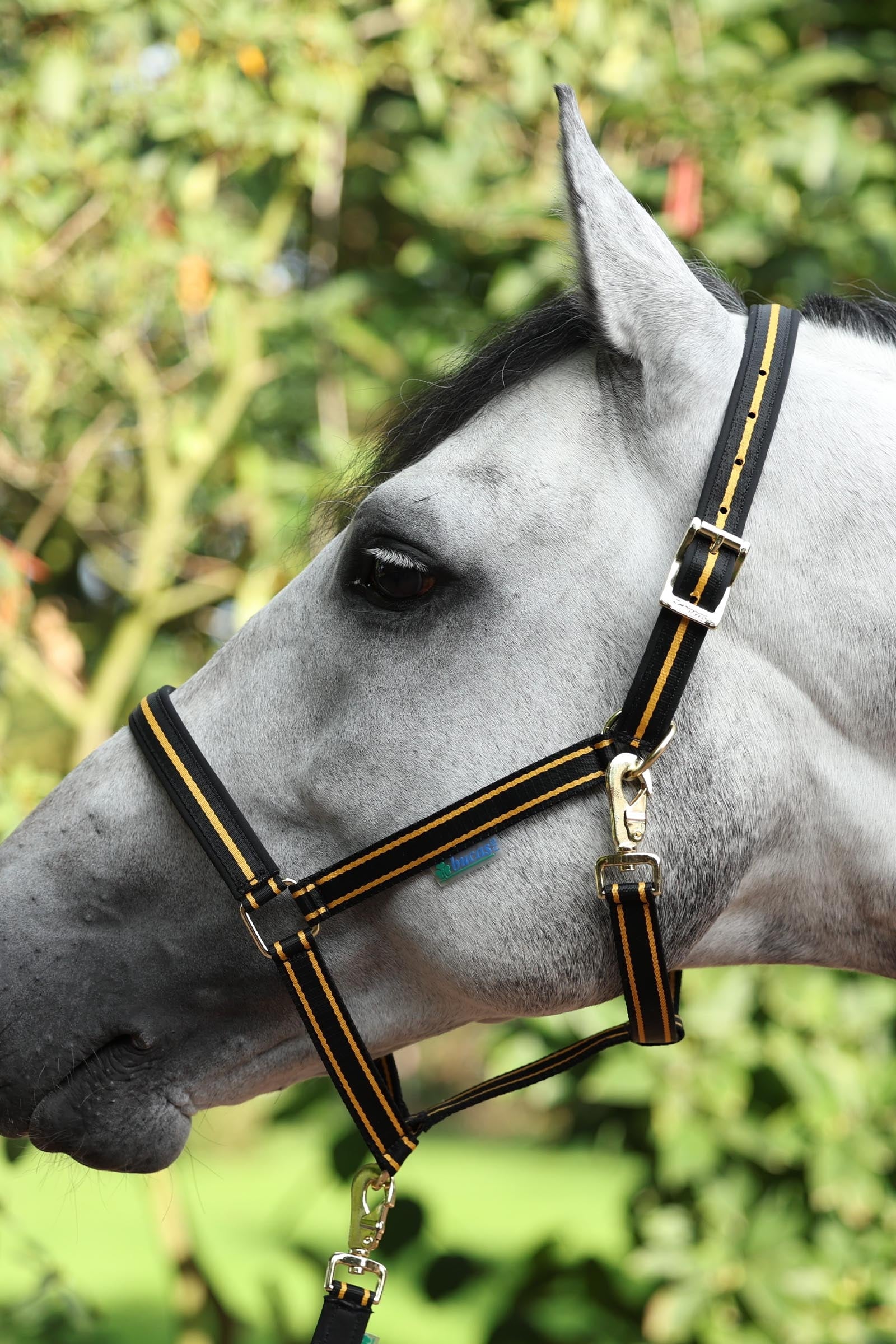 Bucas Dublin Padded Luxury Halter Halters & Leads