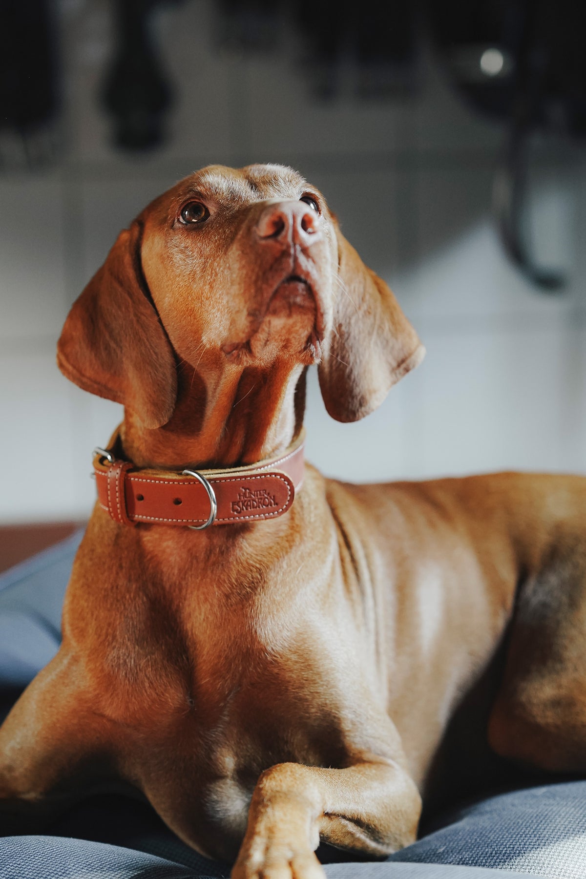 Eskadron Hunter x ESKADRON CRAFT Dog Collar Dog Accesories