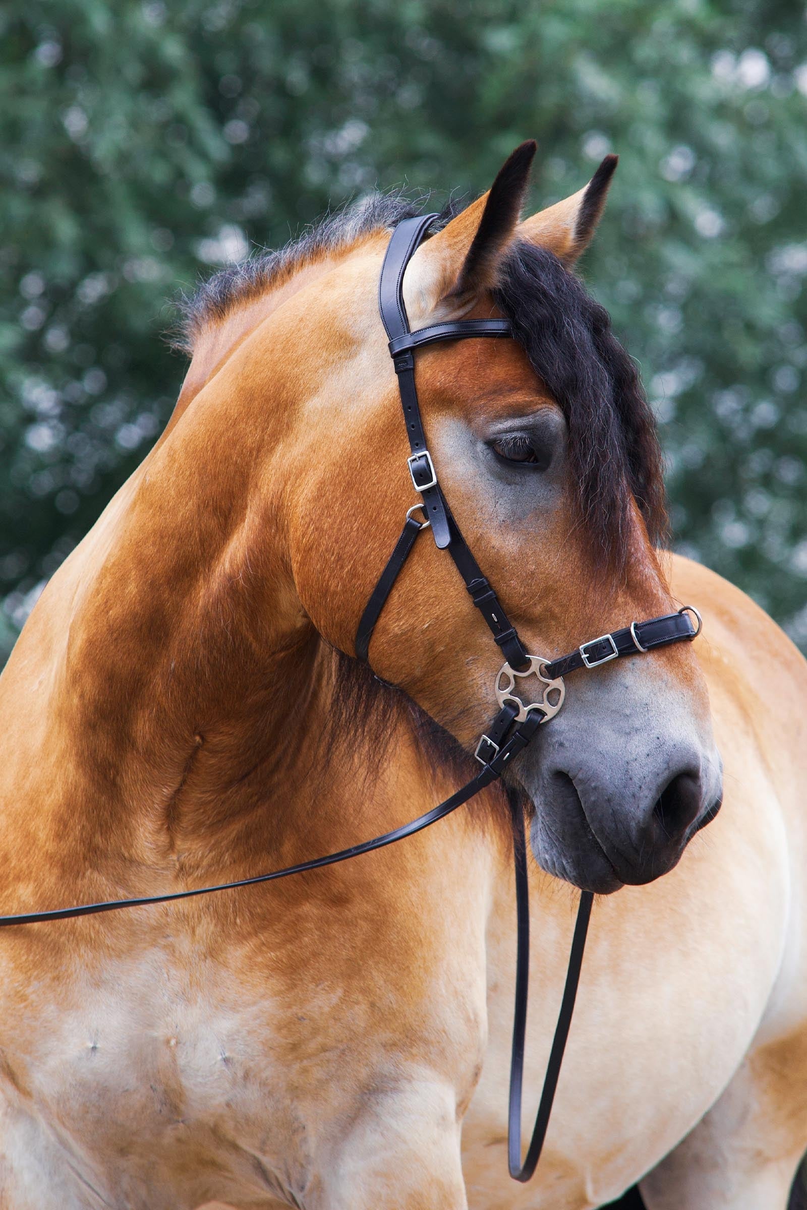 F.R.A. Freedom Riding Articles Caval Compl. Cavemore Bridle (Syst.2) w/ Scissors & Reins Bridles & Reins