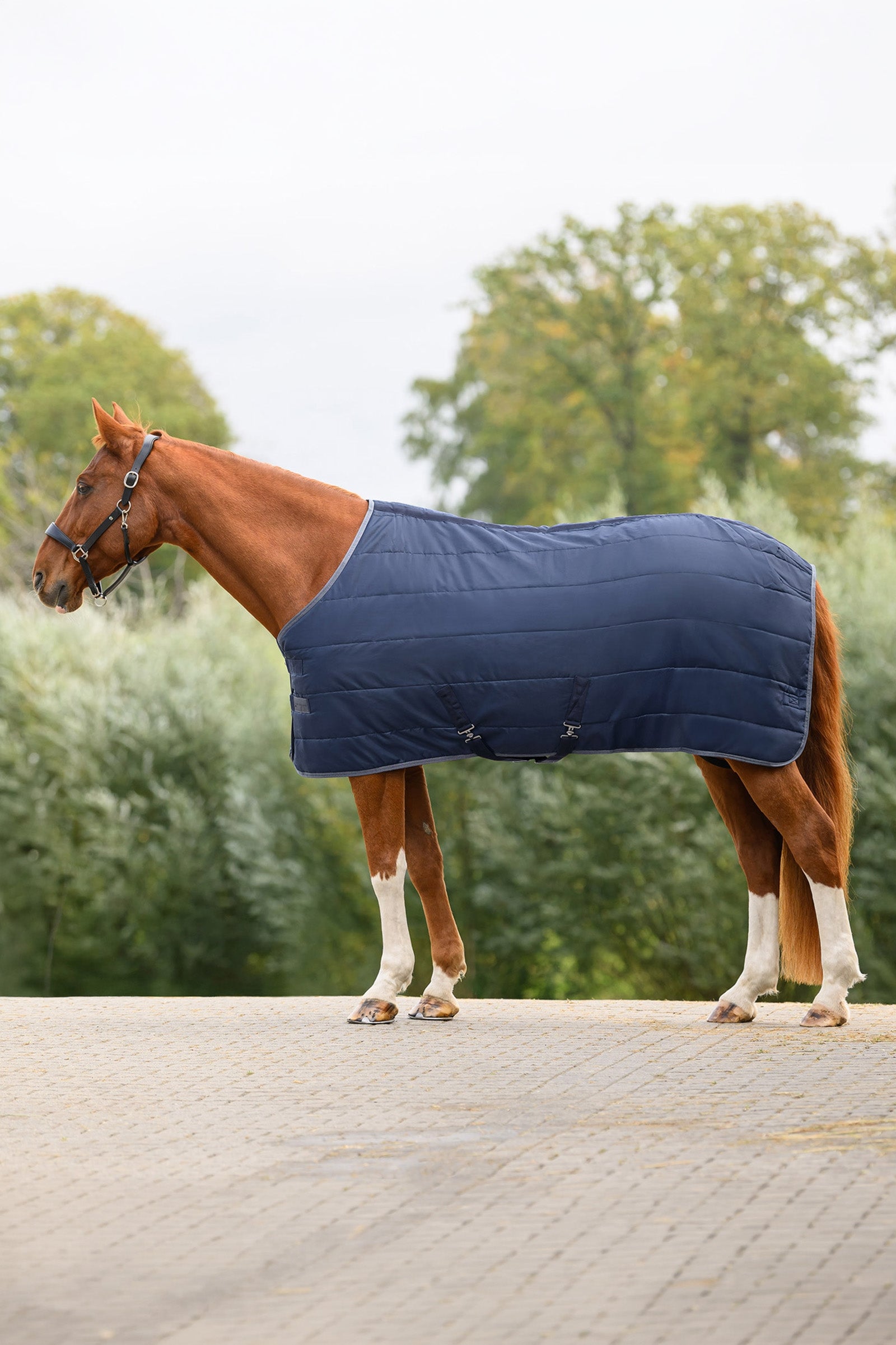 Waldhausen ECONOMIC 420D Stable Rug, 300 g Horse Rugs