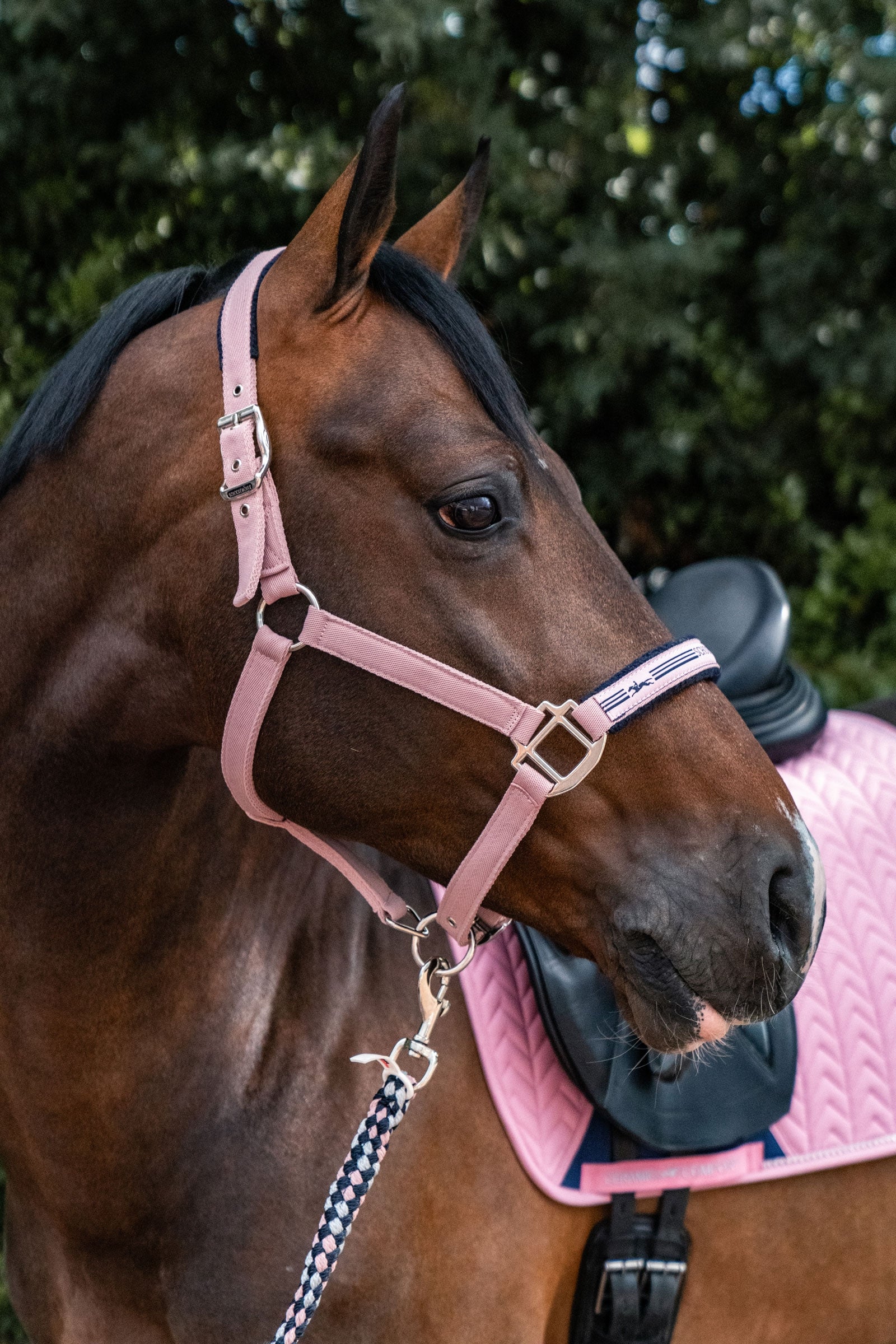 Schockemöhle Sports Memphis II Halter Halters & Leads