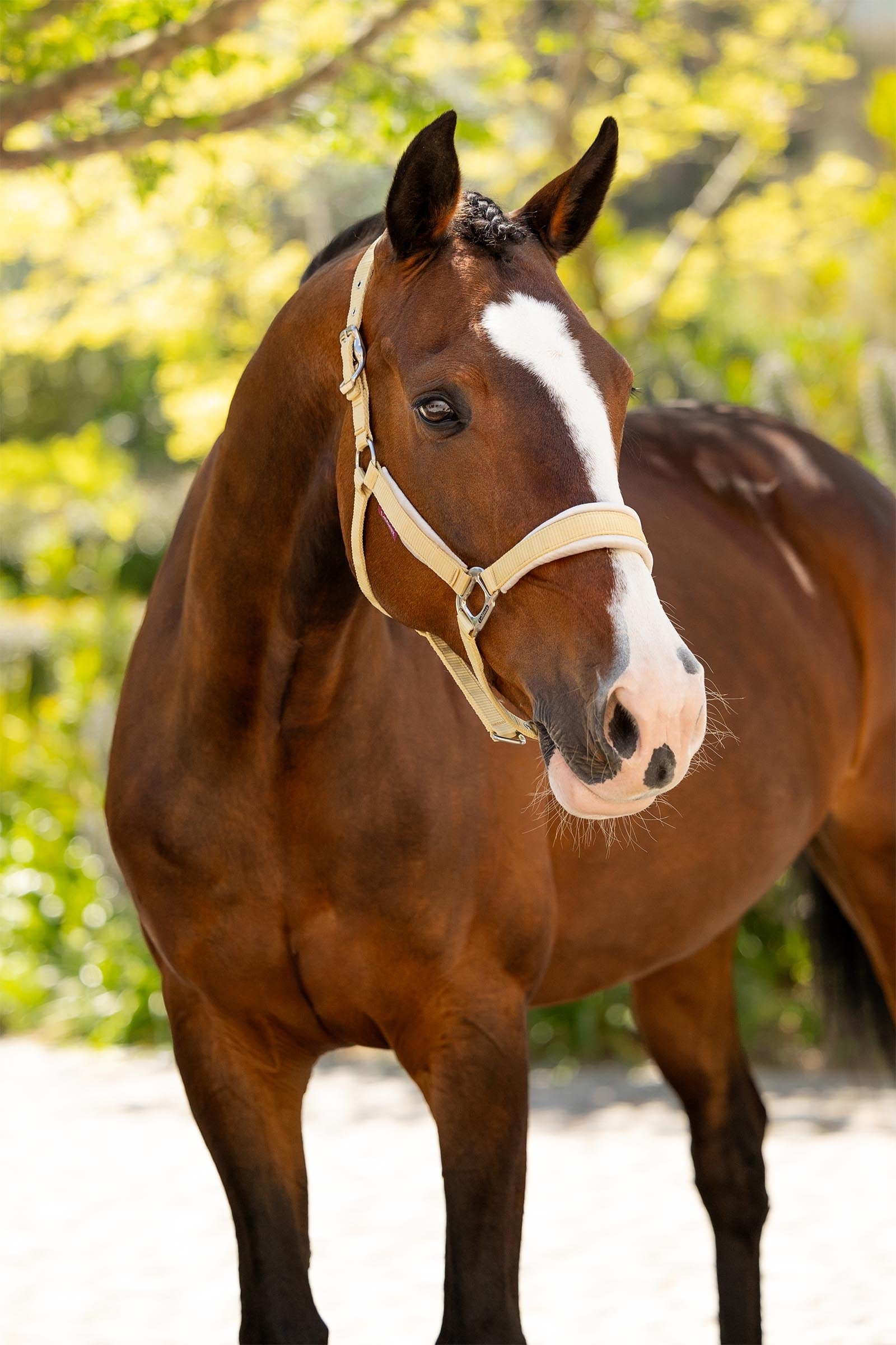LeMieux Versailles Headcollar Halters & Leads