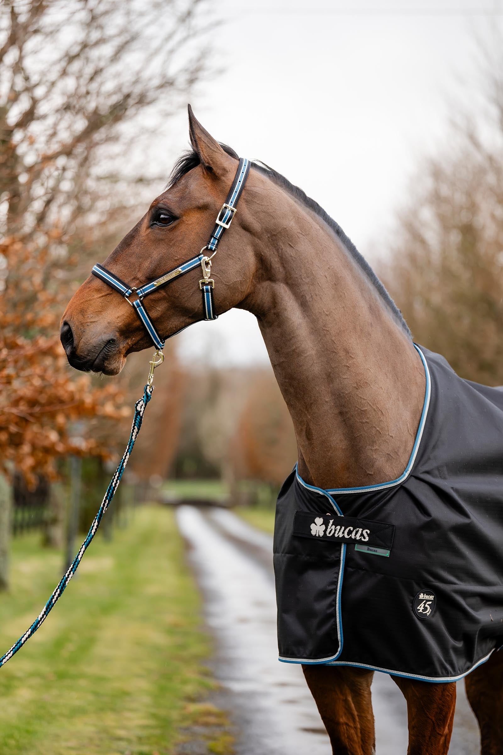 Bucas Anniversary SF Light Rain Turnout Rug, 50g Horse Rugs
