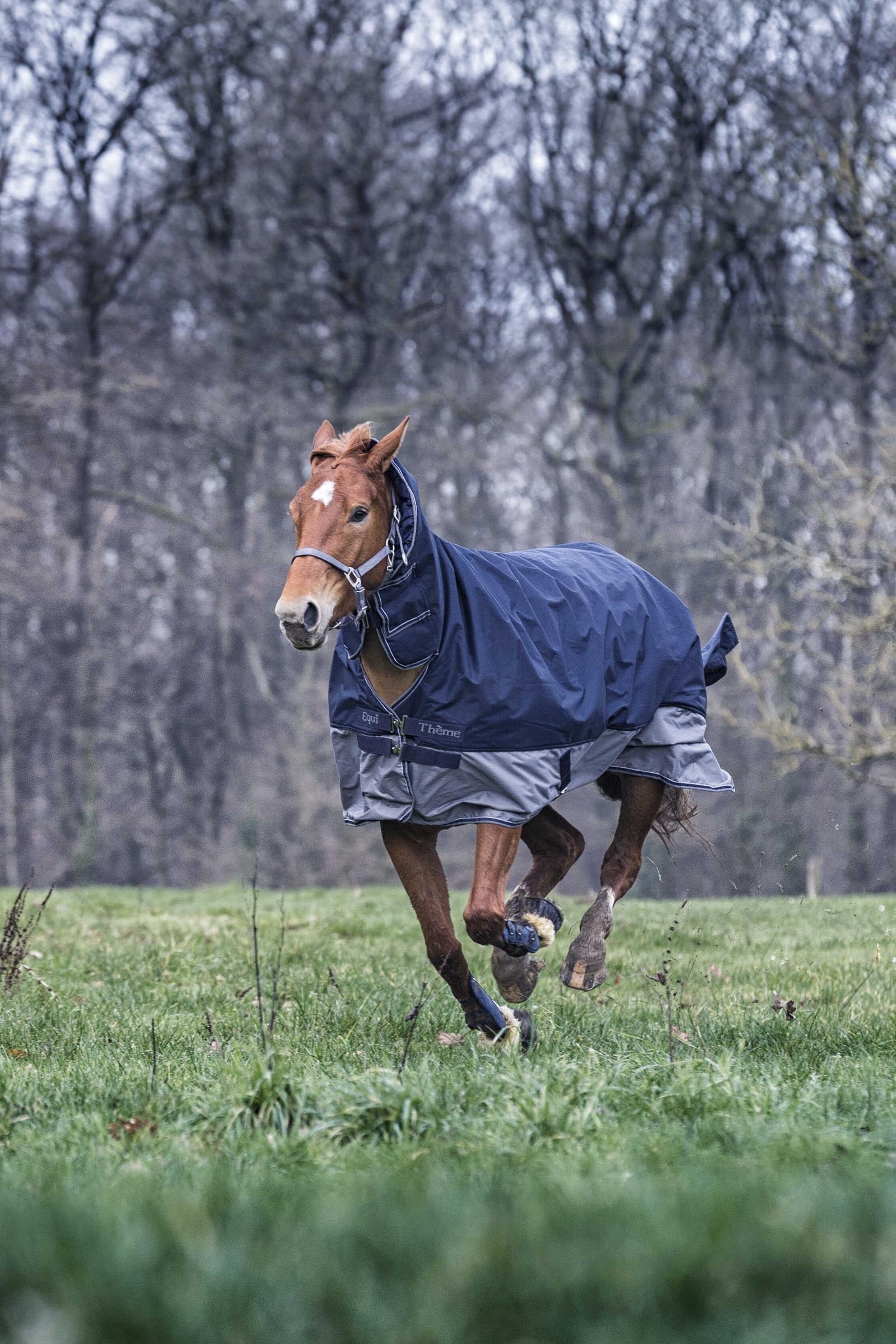 Equi Theme EQUITHÈME TYREX 600D Combo Rug, 200 g Horse Rugs